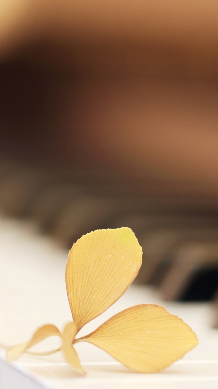 Обои фортепьяно, клавиатура, музыкальный инструмент, синтезатор, печаль в разрешении 750x1334