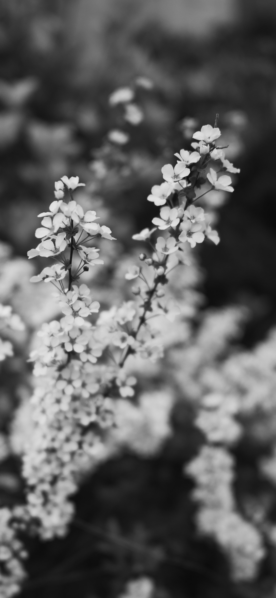 Обои весна, цветок, черный и белый, белые, монохромный в разрешении 1125x2436