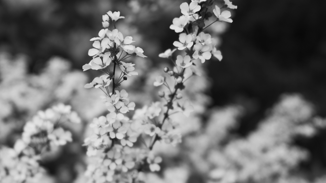 Обои весна, цветок, черный и белый, белые, монохромный в разрешении 1280x720