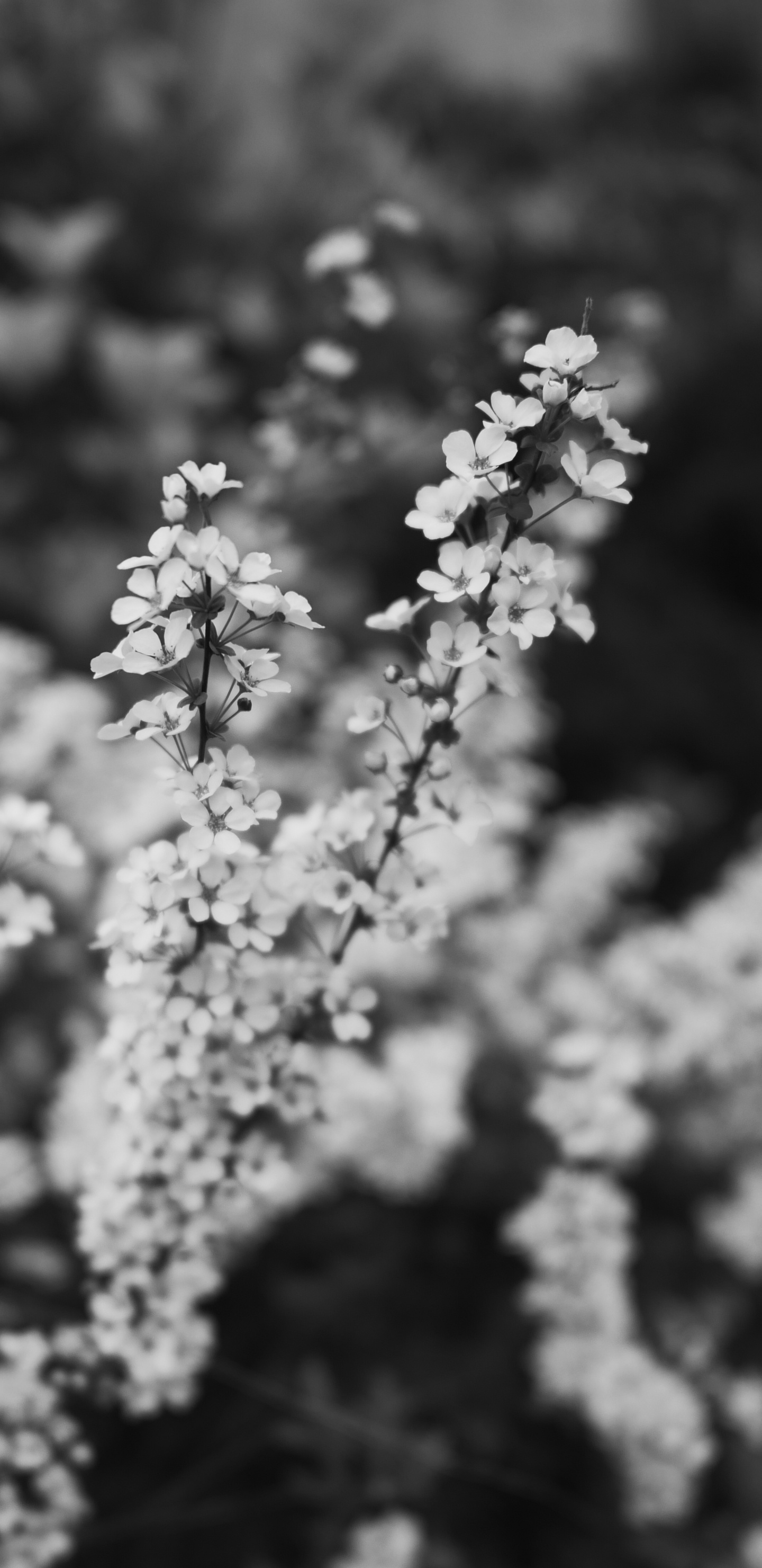 Обои весна, цветок, черный и белый, белые, монохромный в разрешении 1440x2960