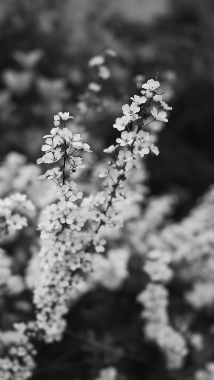 Обои весна, цветок, черный и белый, белые, монохромный в разрешении 720x1280