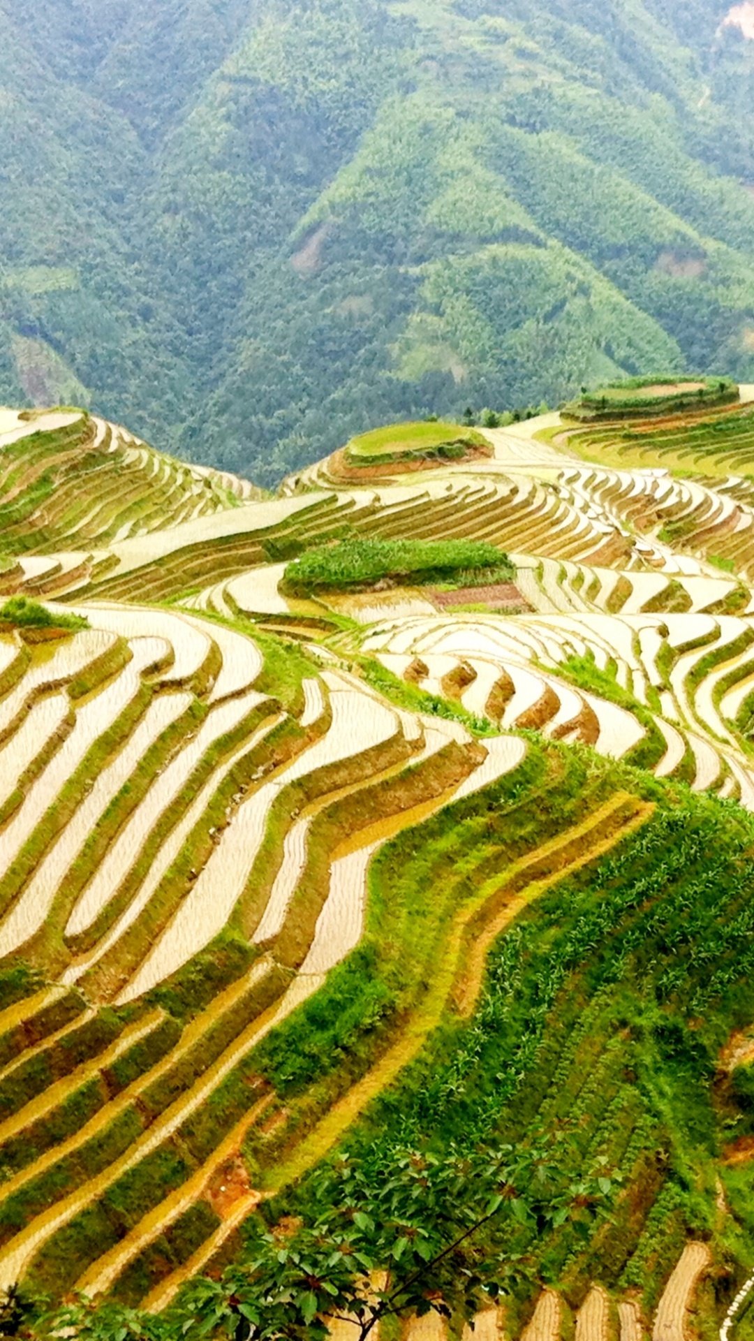 Обои Рисовые Террасы Лунцзи, терраса, пейзаж, горная станция, достопримечательность в разрешении 1080x1920