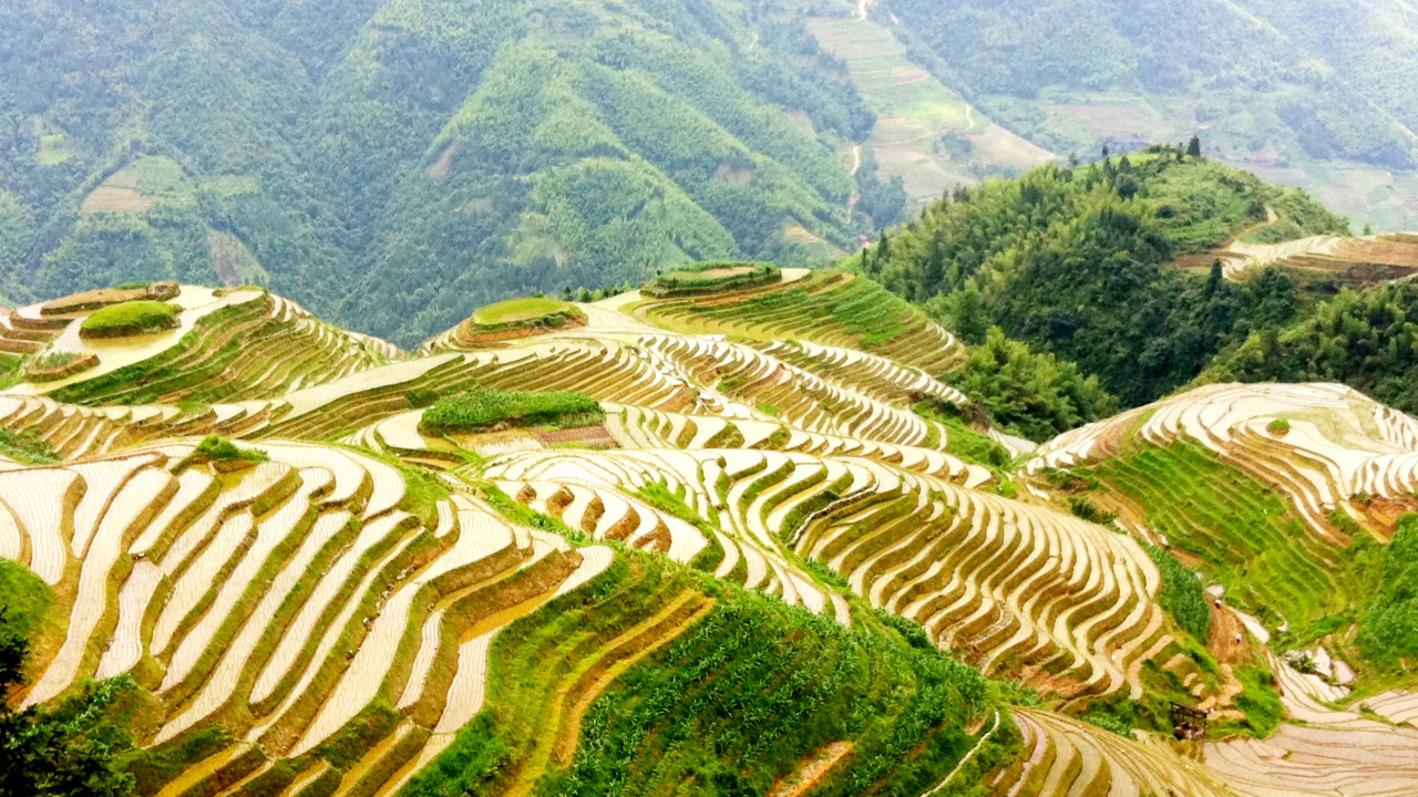 Обои Рисовые Террасы Лунцзи, терраса, пейзаж, горная станция, достопримечательность в разрешении 1280x720