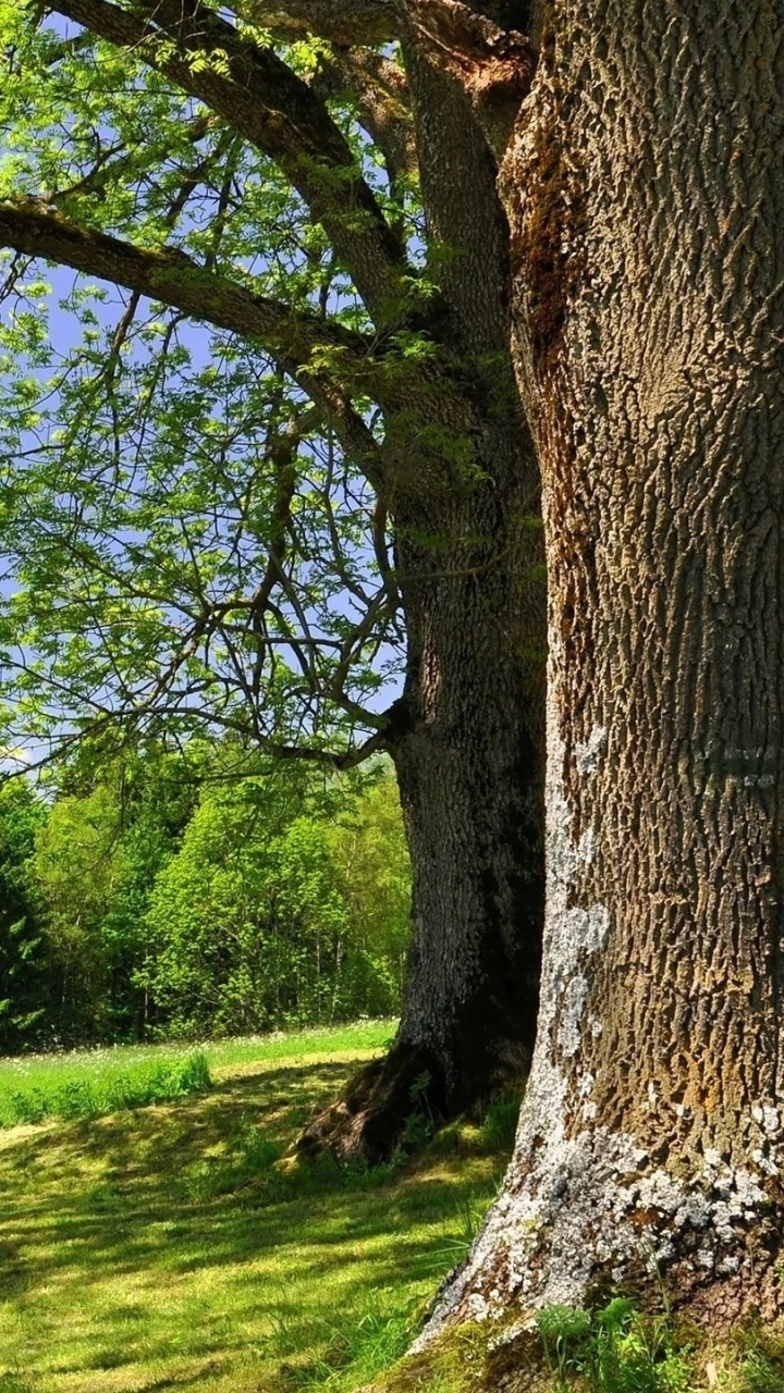 Обои дерево, природа, солнечный свет, природный заповедник, небо в разрешении 720x1280