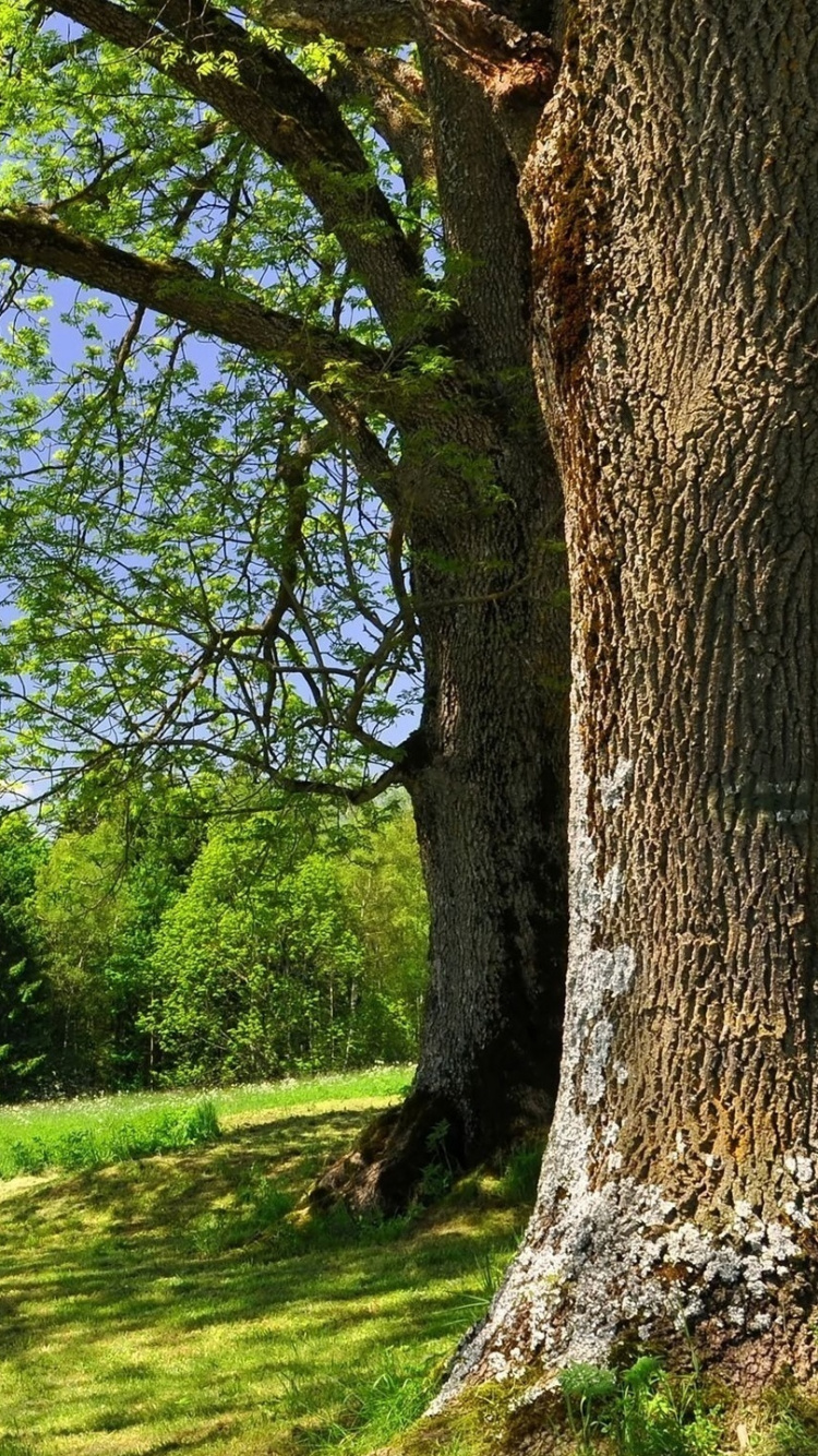 Обои дерево, природа, солнечный свет, природный заповедник, небо в разрешении 750x1334