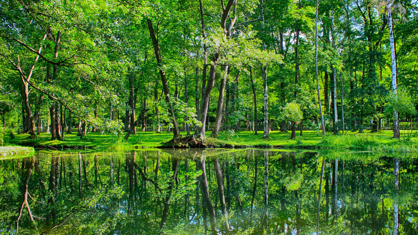 Обои отражение, растительность, природа, природный заповедник, лес в разрешении 1366x768
