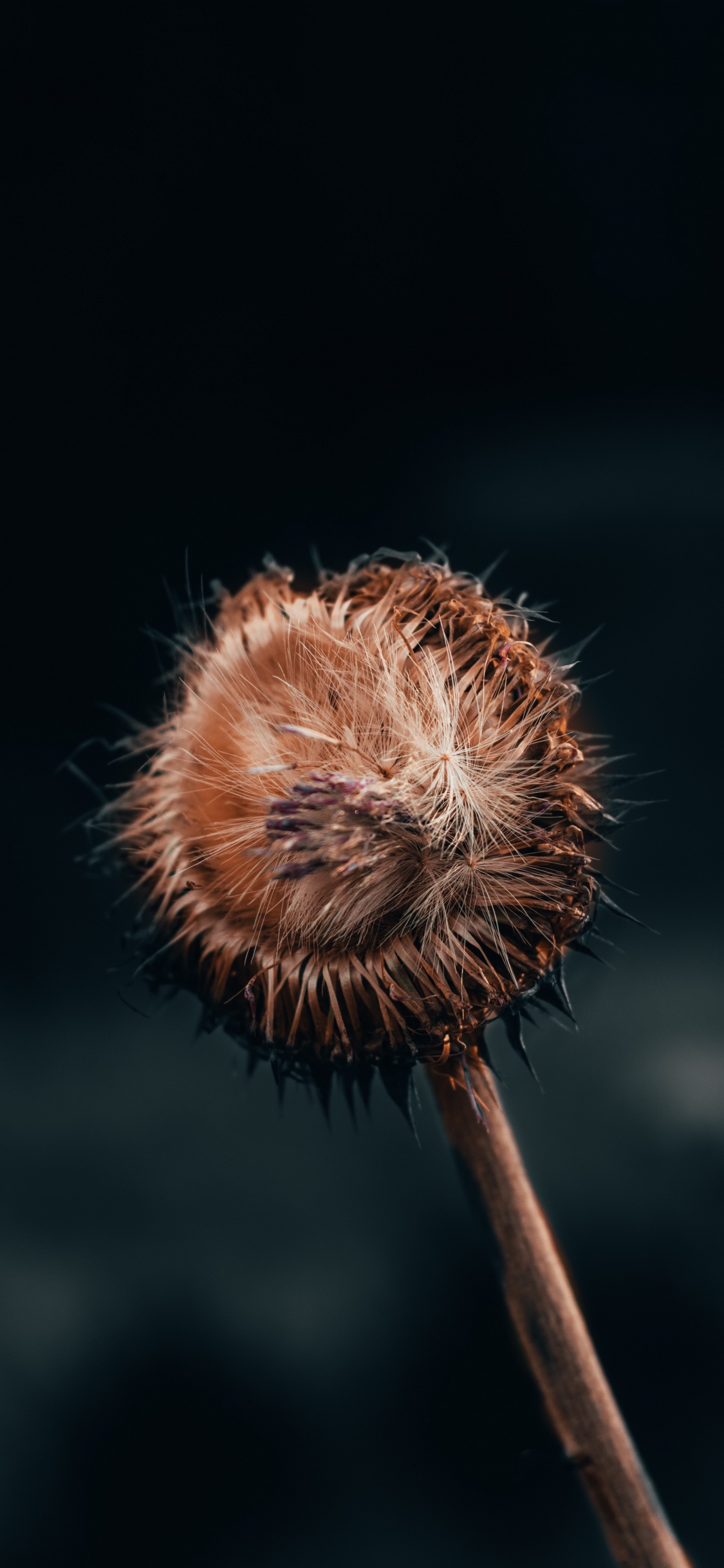 Обои цветок, растение, одуванчик, стебель растения, полевой цветок в разрешении 1125x2436