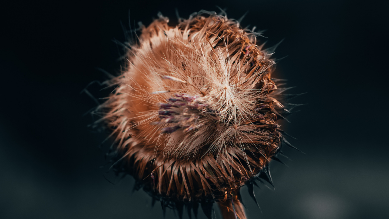 Обои цветок, растение, одуванчик, стебель растения, полевой цветок в разрешении 1280x720