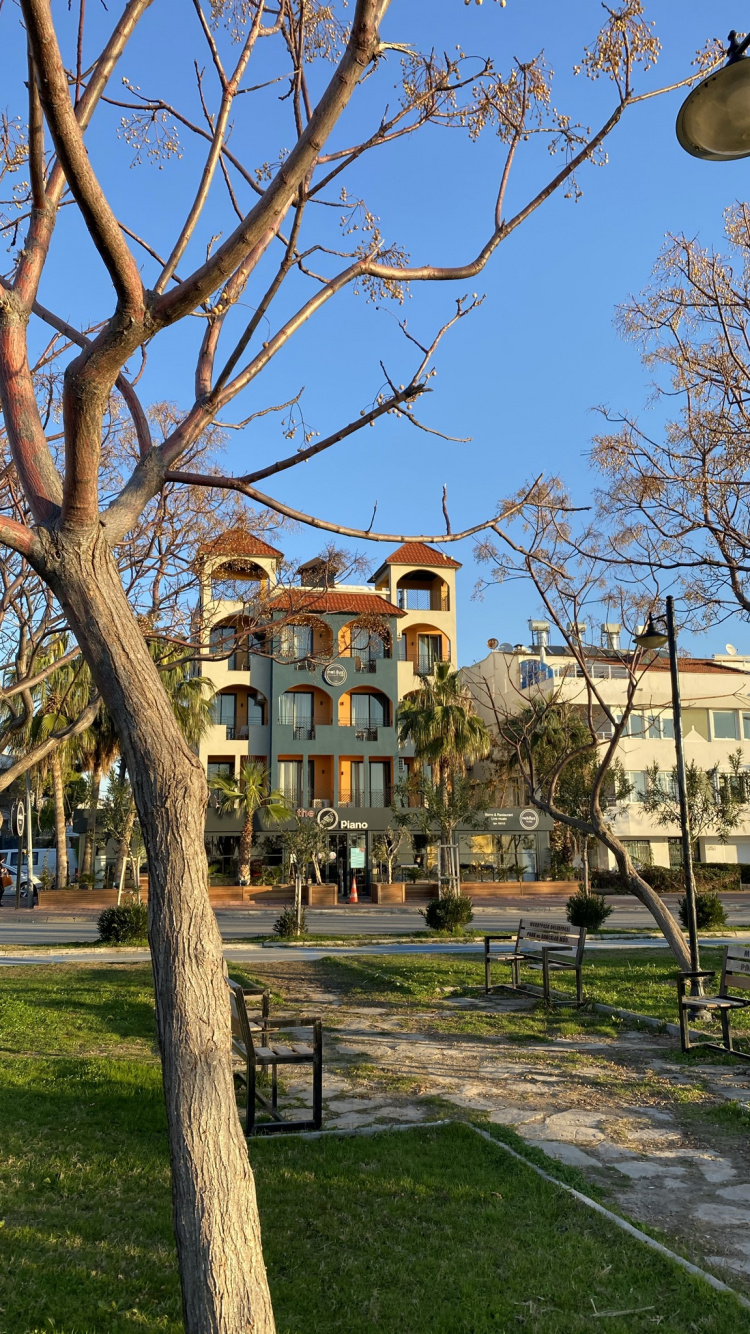 Обои дерево, растение, здание, дневное время, свойство в разрешении 750x1334