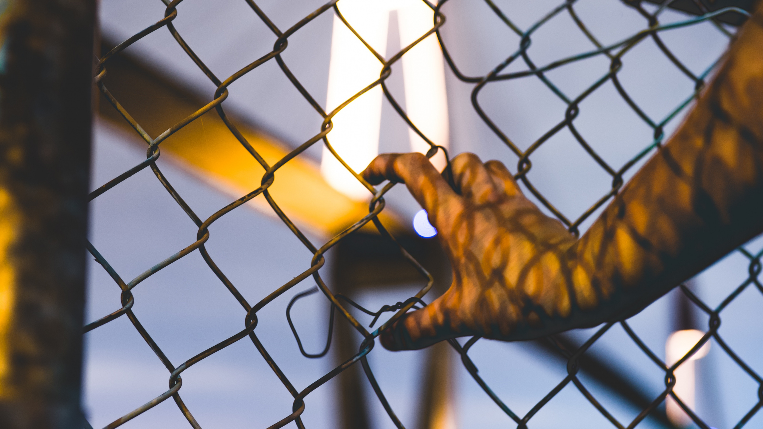 Обои ограждать провода, ячейка, дерево, зоопарк, забор в разрешении 2560x1440