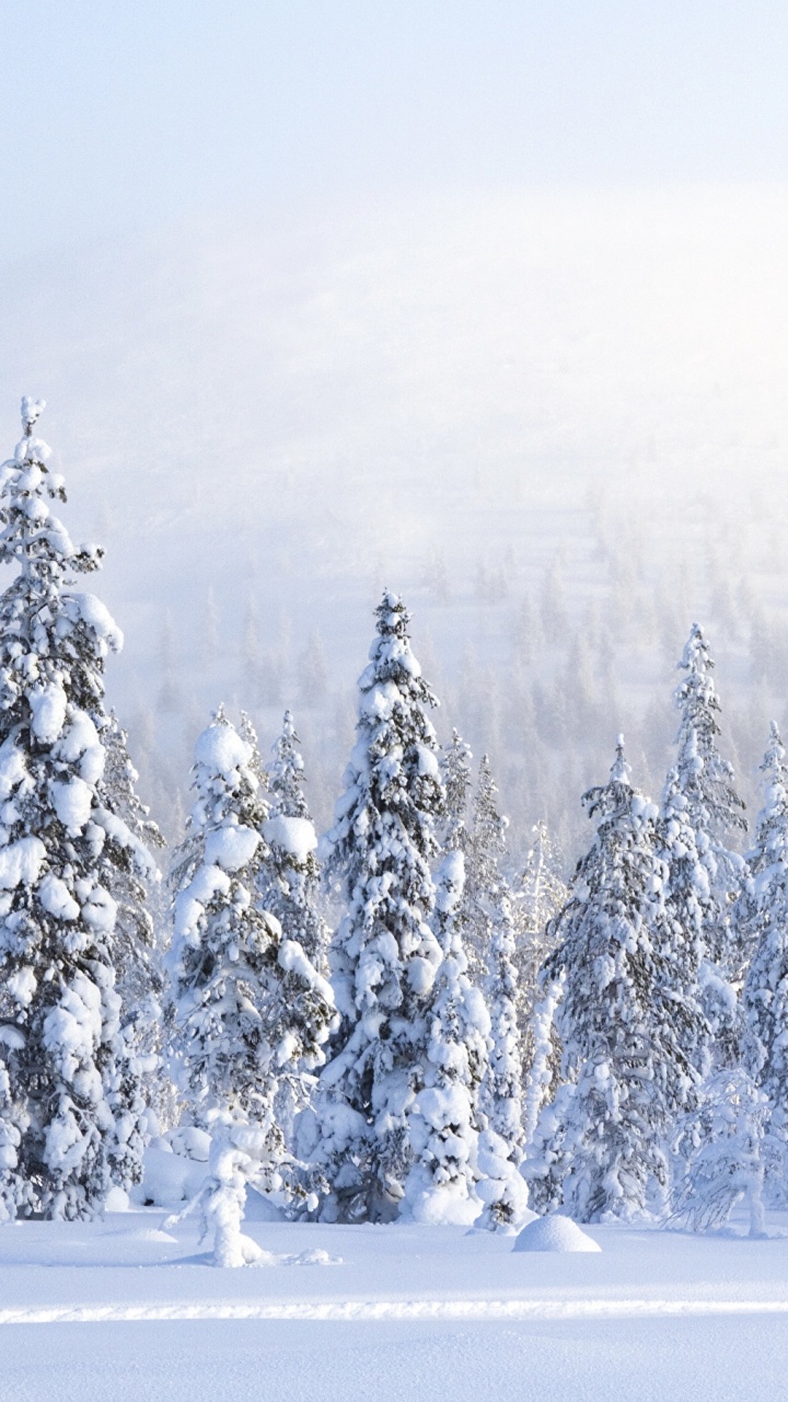 Обои лес, снег, зима, дерево, замораживание в разрешении 720x1280