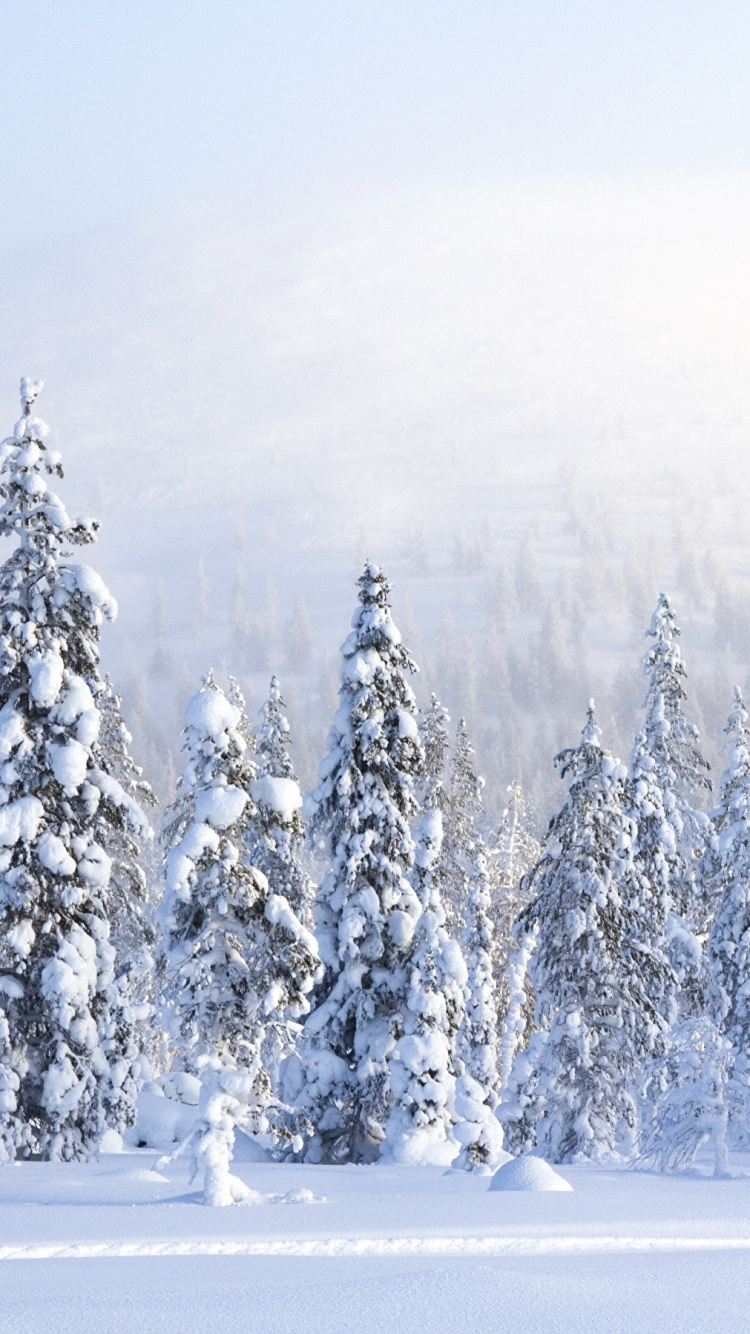 Обои лес, снег, зима, дерево, замораживание в разрешении 750x1334