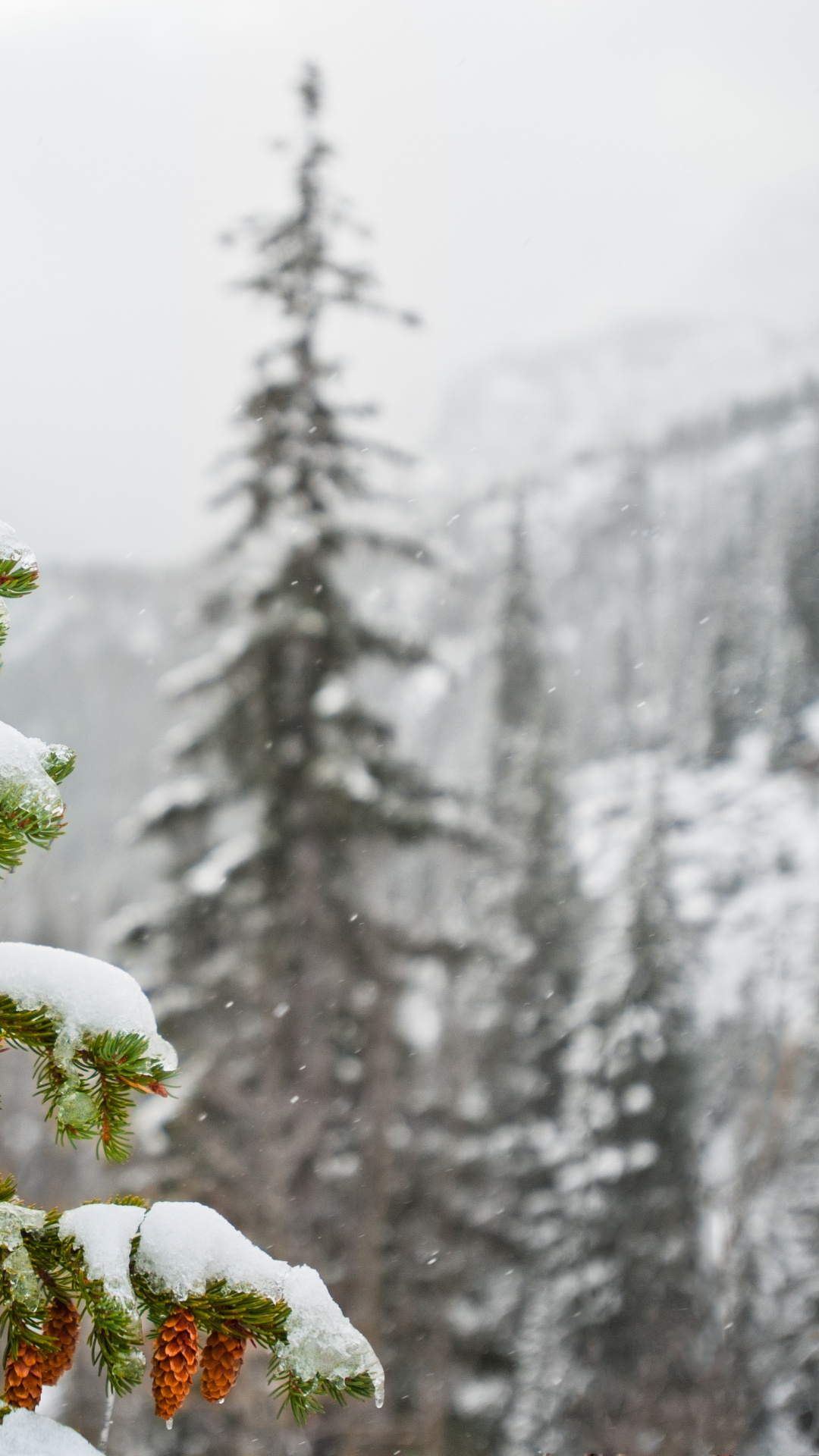 Обои ель, снег, зима, дерево, замораживание в разрешении 1080x1920