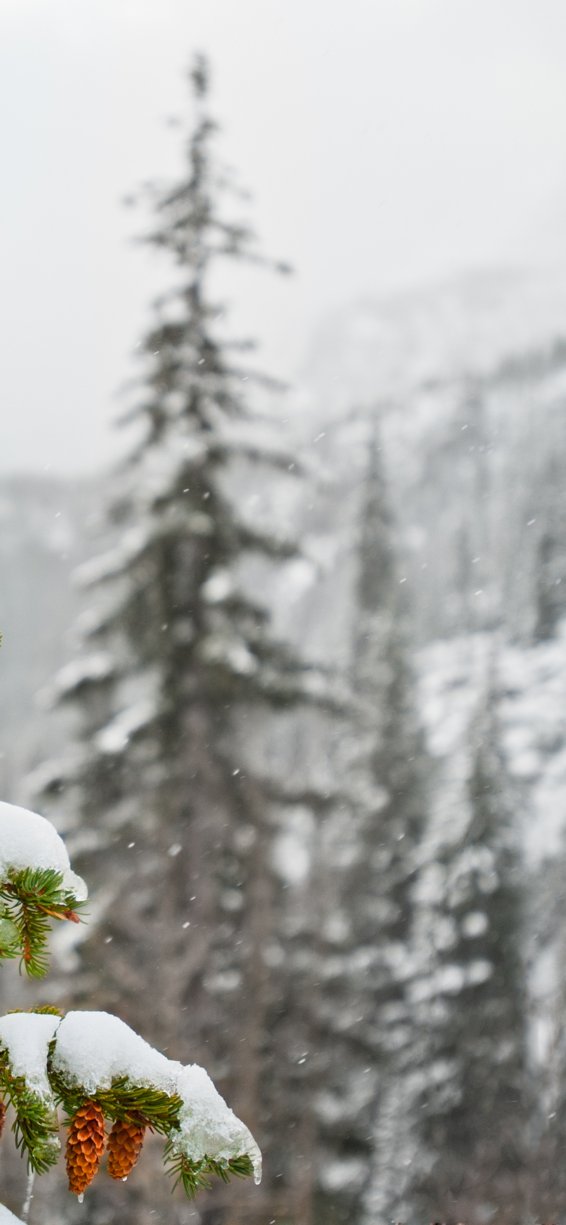 Обои ель, снег, зима, дерево, замораживание в разрешении 1125x2436