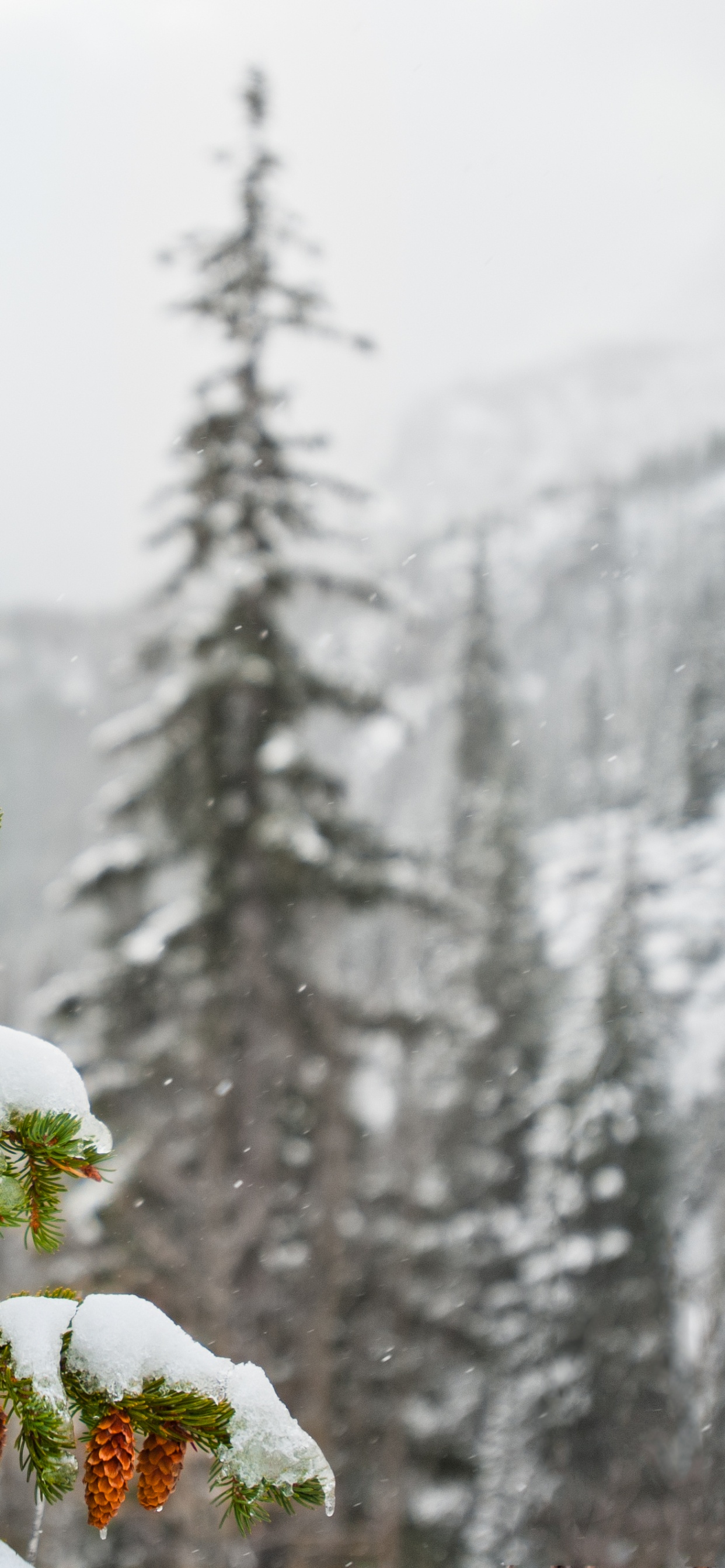 Обои ель, снег, зима, дерево, замораживание в разрешении 1242x2688