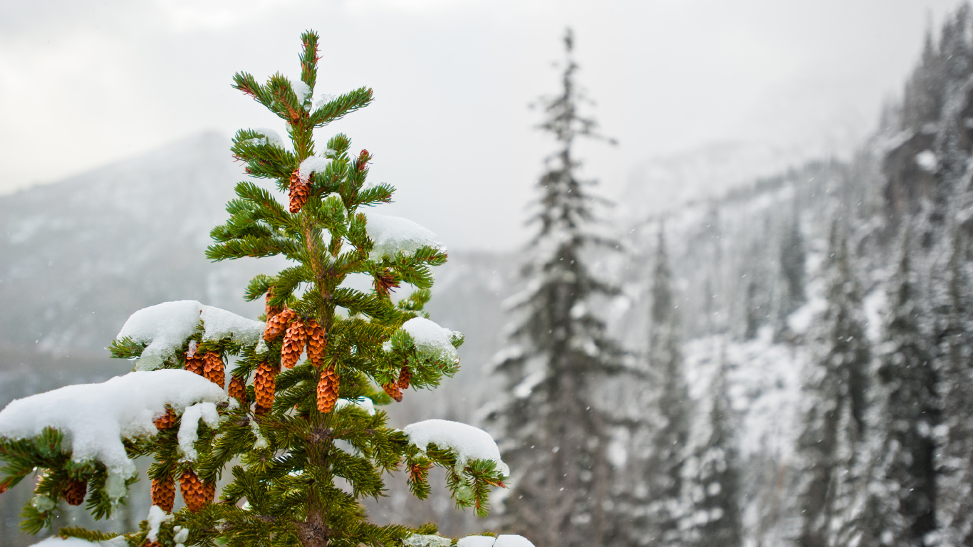 Обои ель, снег, зима, дерево, замораживание в разрешении 1366x768