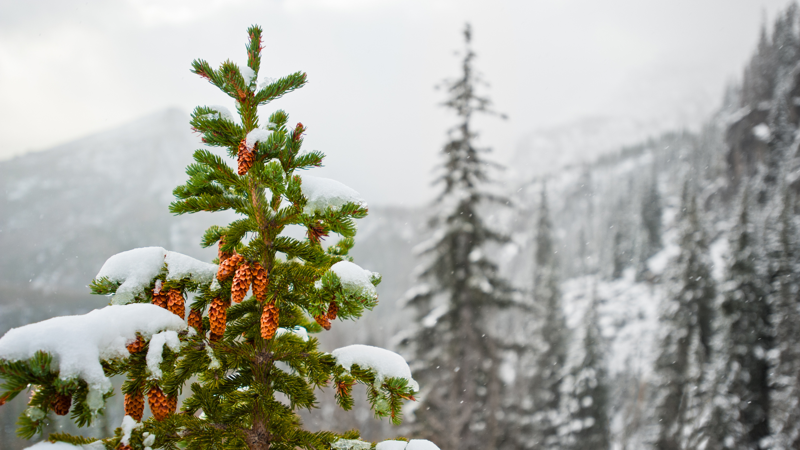 Обои ель, снег, зима, дерево, замораживание в разрешении 2560x1440