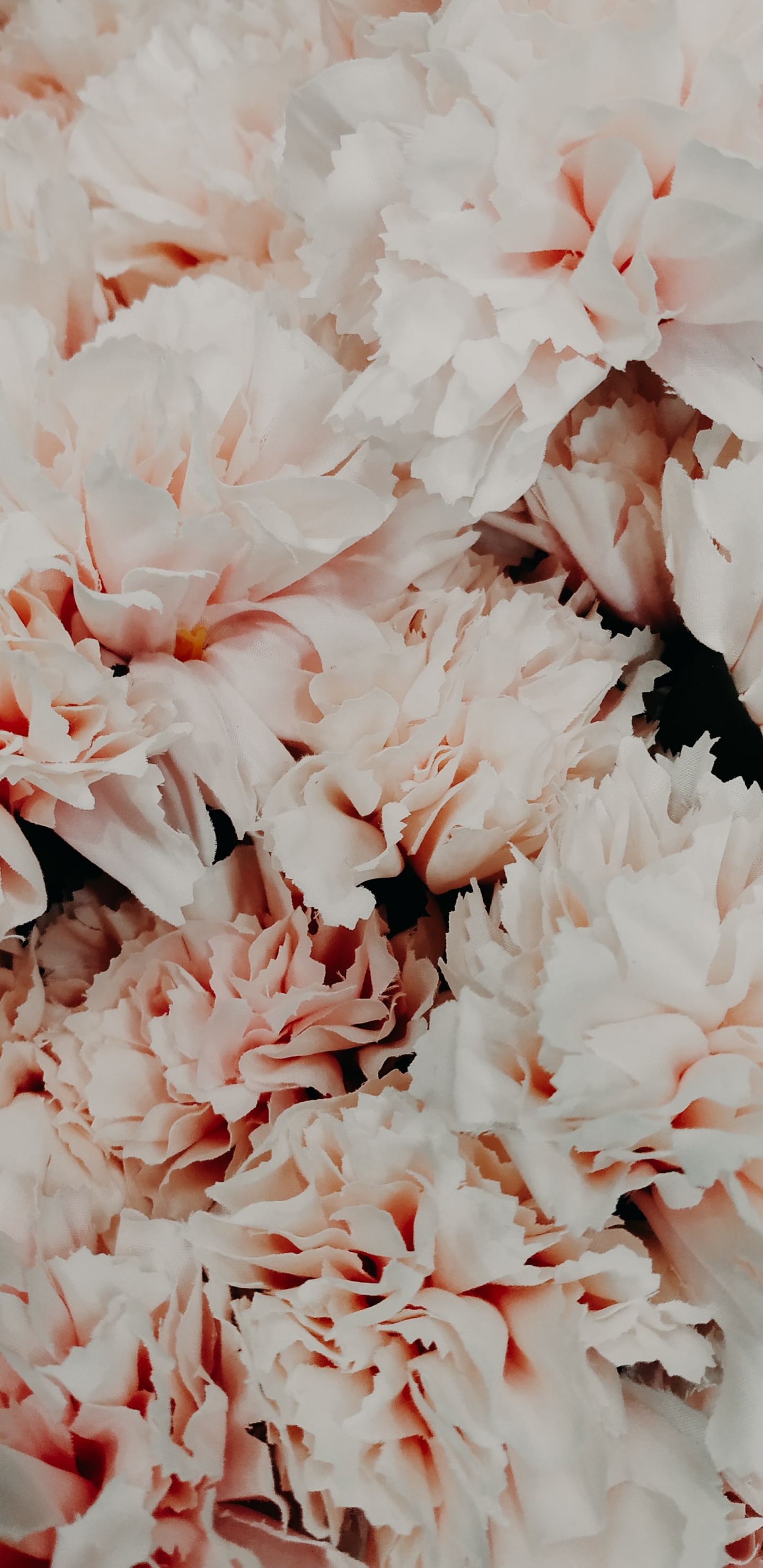 Обои цветок, лепесток, растение, гвоздика, розовая семья в разрешении 1440x2960