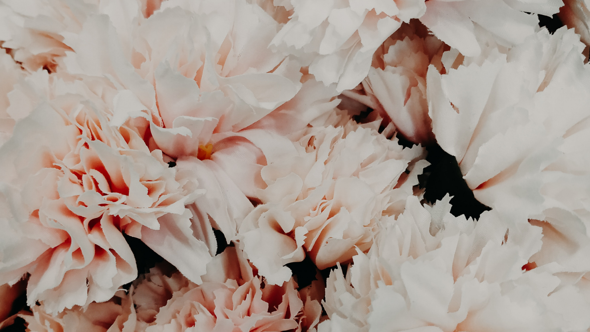 Обои цветок, лепесток, растение, гвоздика, розовая семья в разрешении 1920x1080