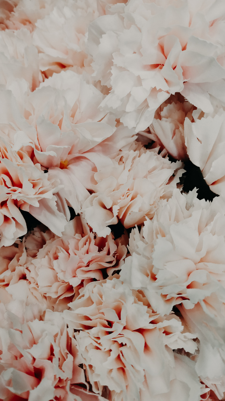 Обои цветок, лепесток, растение, гвоздика, розовая семья в разрешении 750x1334