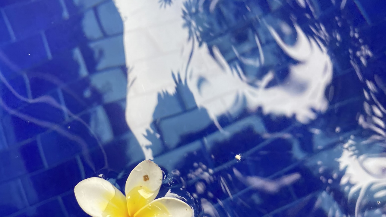 Обои цветок, жидкий, жидкость, лепесток, франжипани в разрешении 1280x720