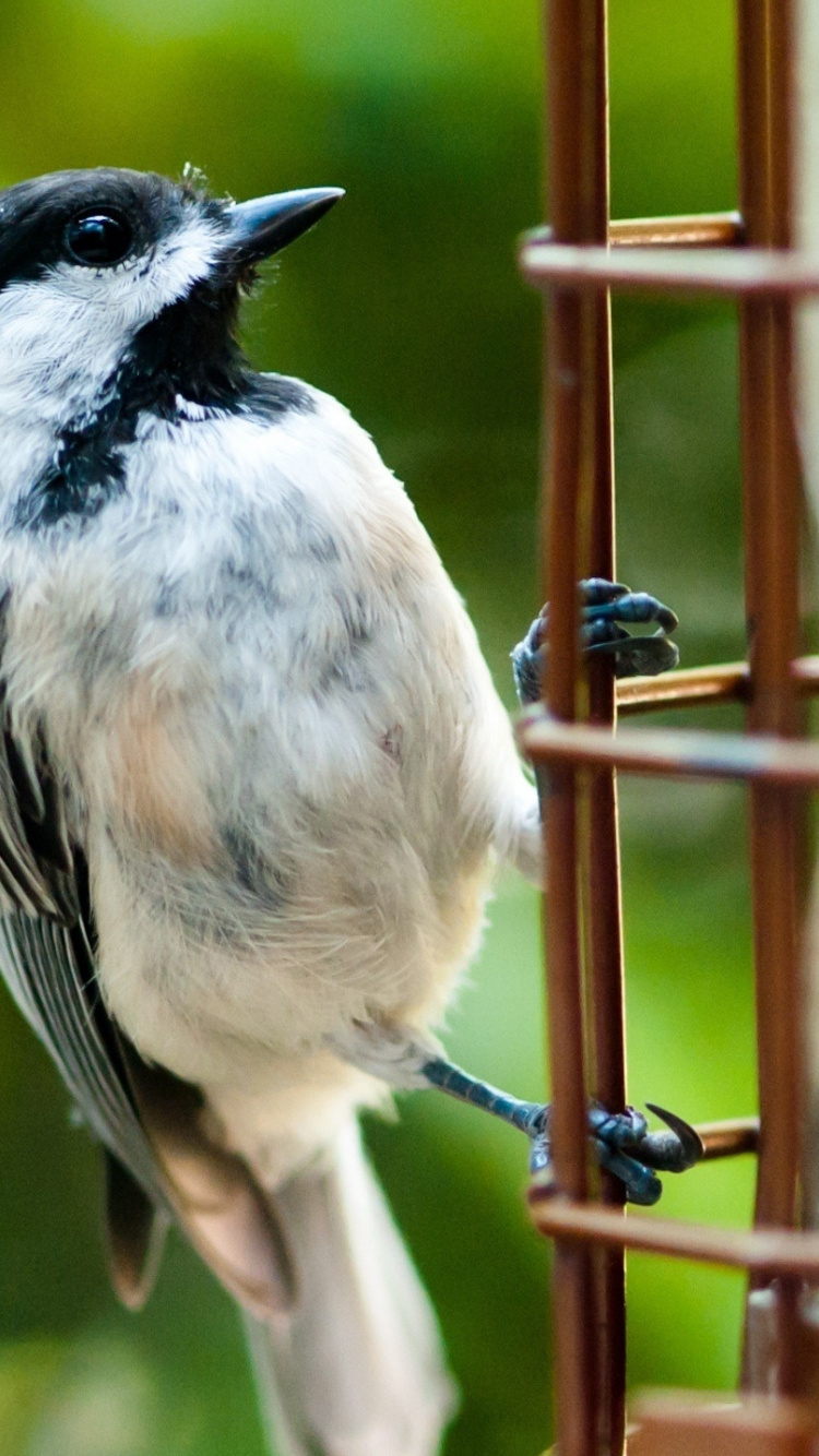 Обои клюв, птица, живая природа, воробьиные птицы, мухоловок в разрешении 750x1334