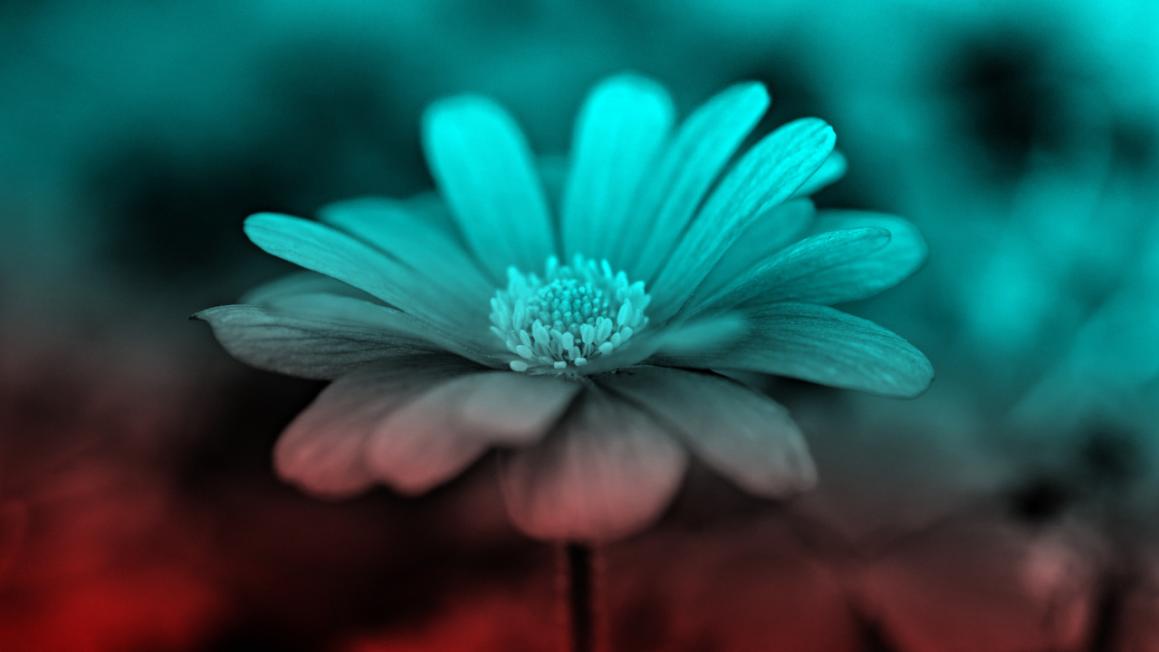 Обои цветок, синий, природа, лепесток, зеленый в разрешении 1280x720