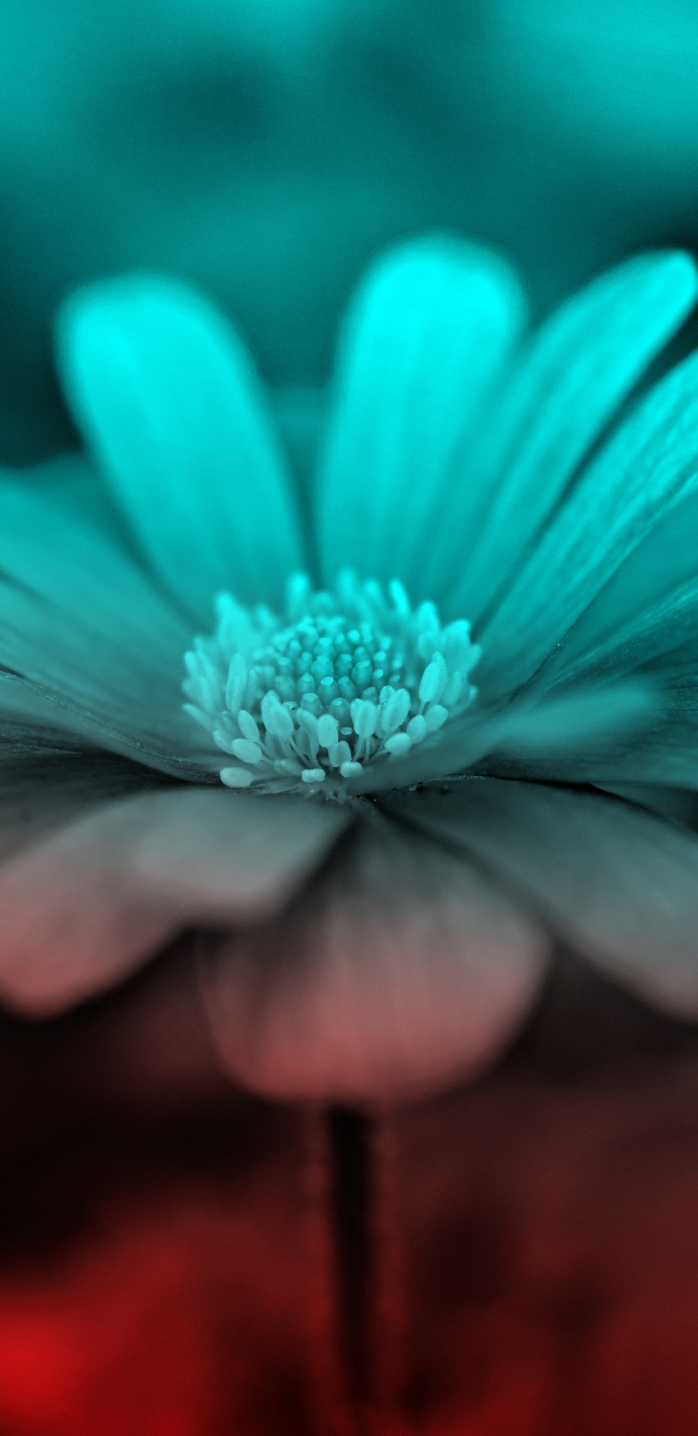 Обои цветок, синий, природа, лепесток, зеленый в разрешении 1440x2960