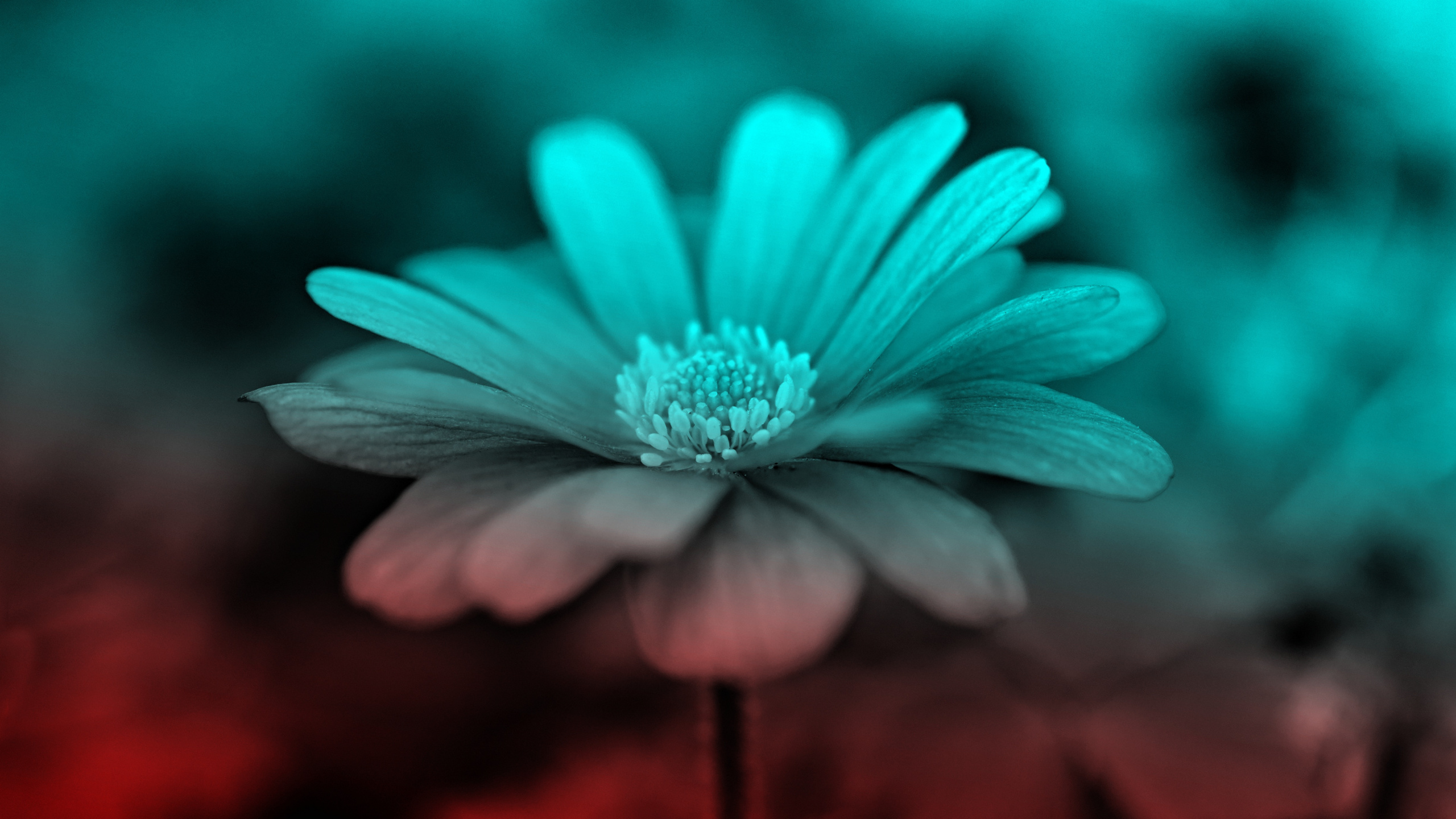 Обои цветок, синий, природа, лепесток, зеленый в разрешении 2560x1440