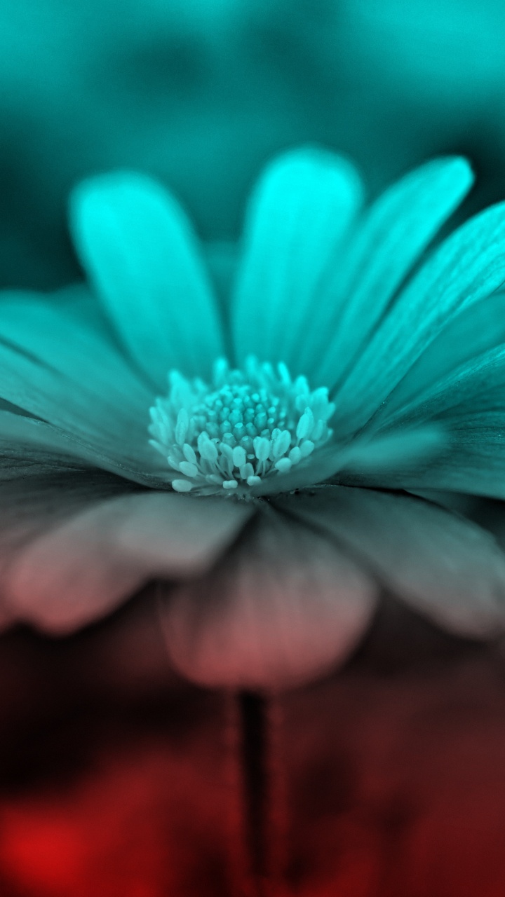 Обои цветок, синий, природа, лепесток, зеленый в разрешении 720x1280