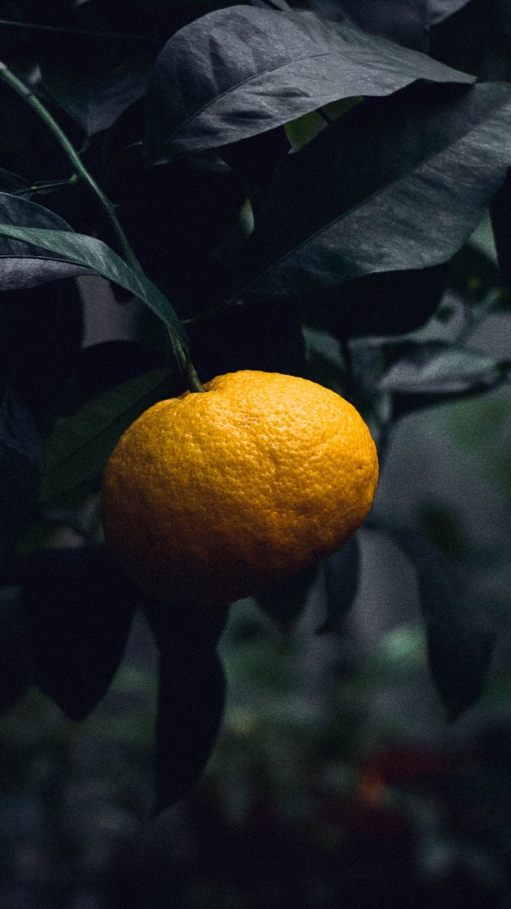 Обои цитрус, мандарин, фрукты, Апельсин, лист в разрешении 720x1280