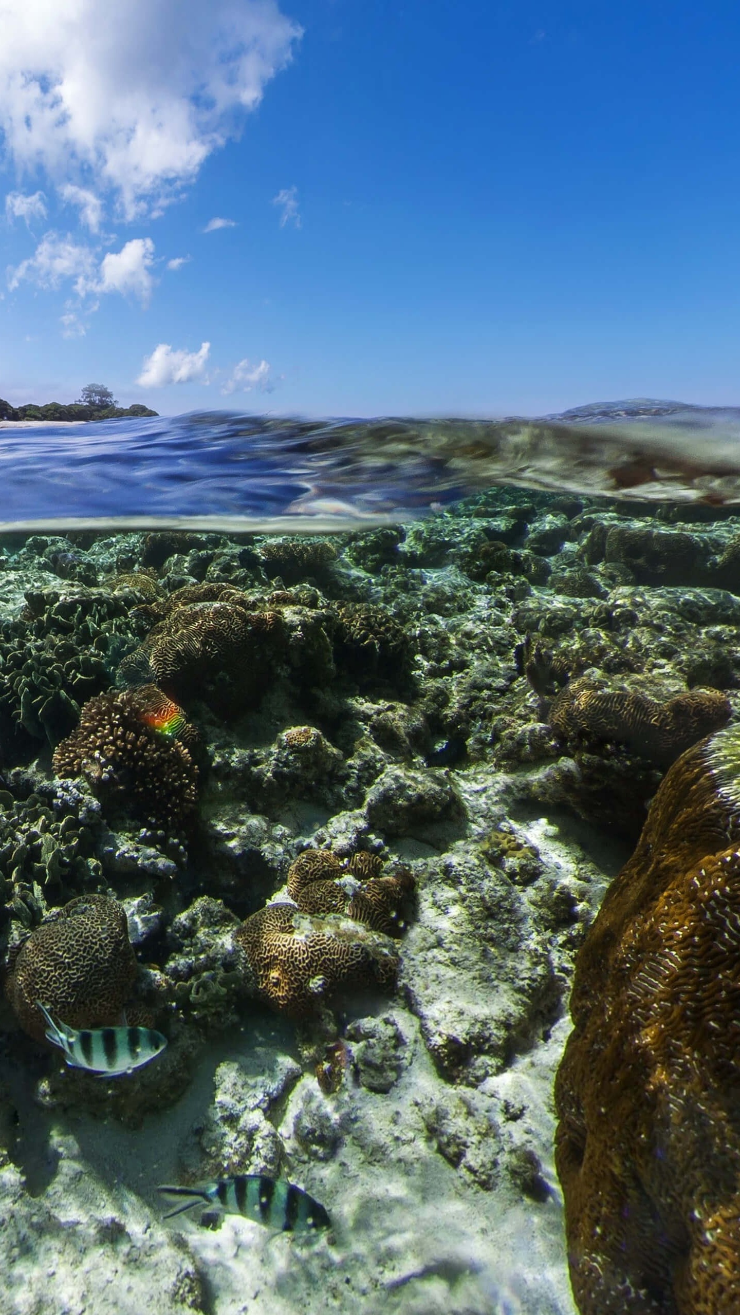 Обои android marshmallow, планшет, андроид, облако, вода в разрешении 1440x2560