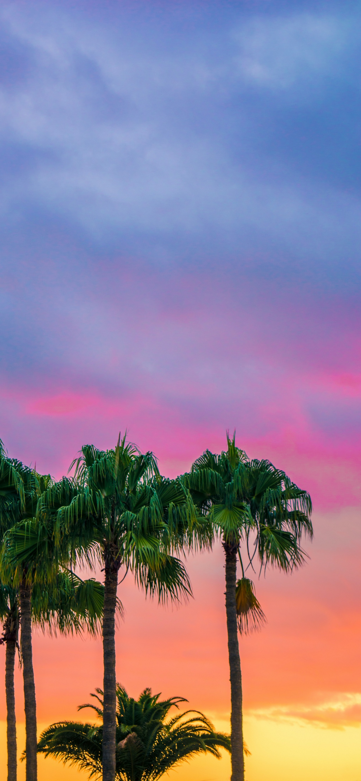 Обои красочные пальмы, пальмовые рощи, цвет, дерево, облако в разрешении 1242x2688