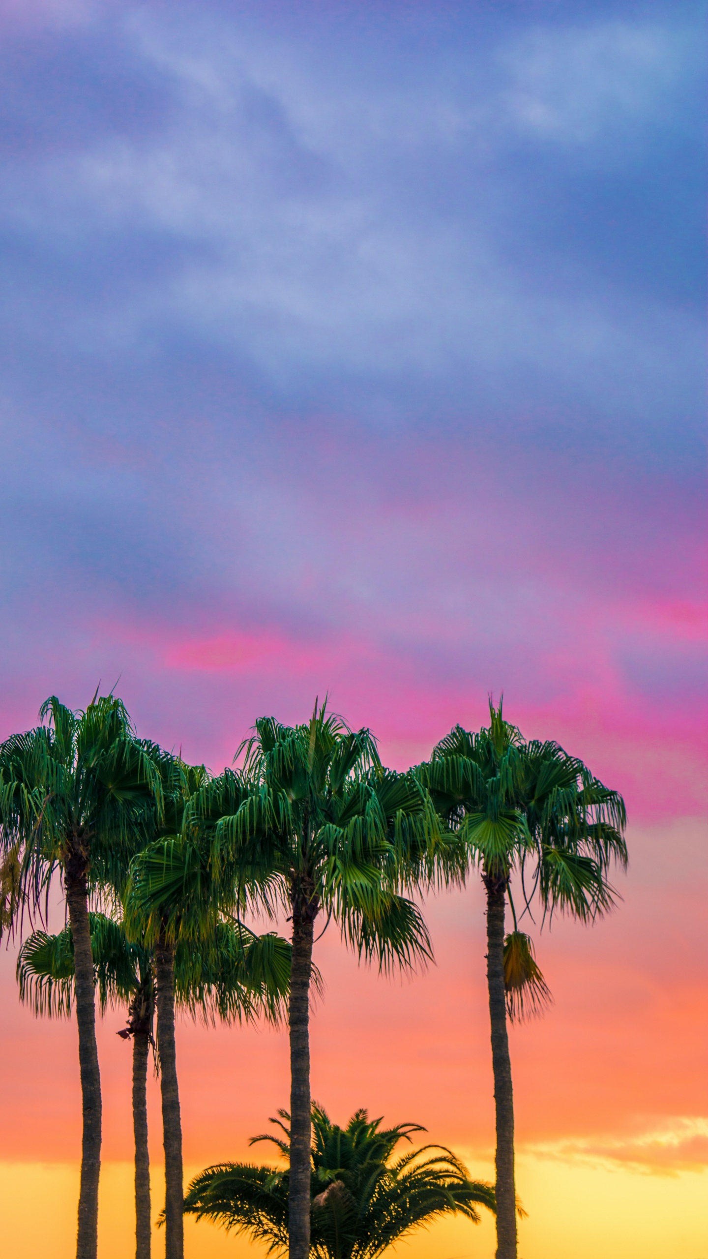 Обои красочные пальмы, пальмовые рощи, цвет, дерево, облако в разрешении 1440x2560