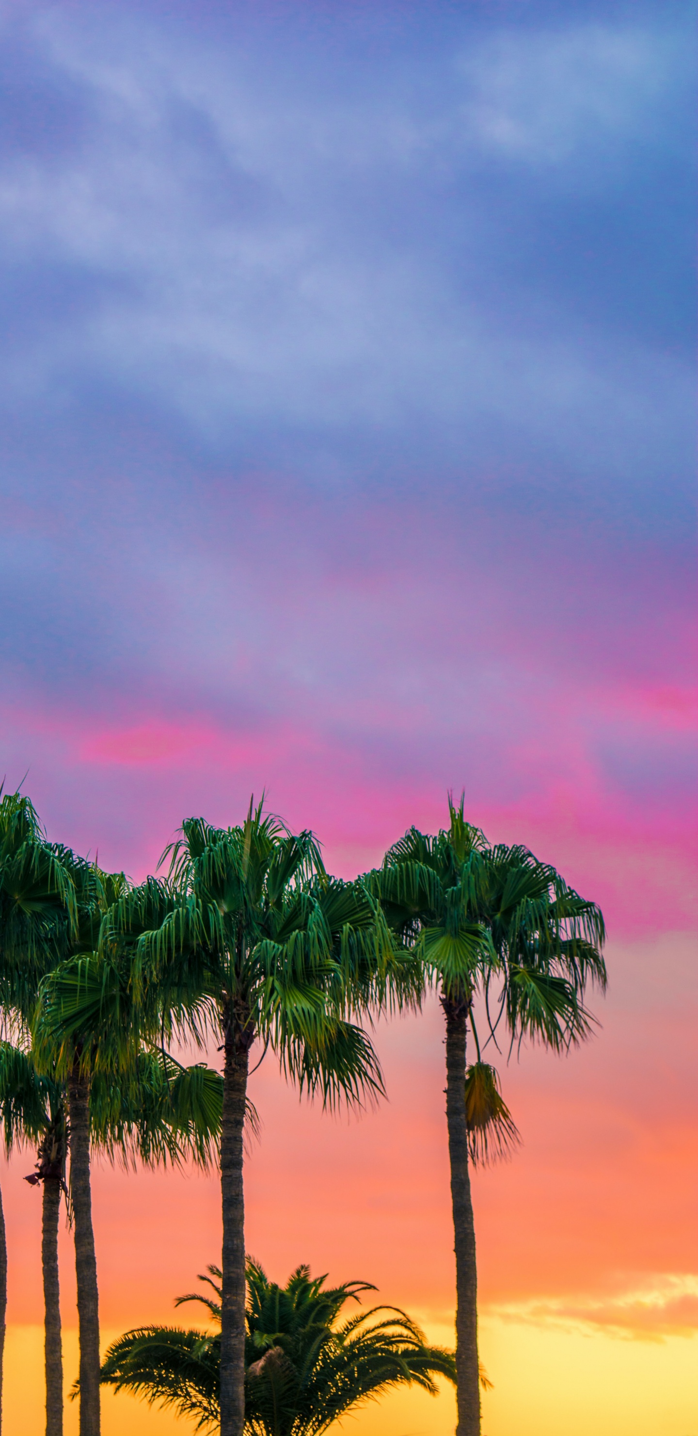 Обои красочные пальмы, пальмовые рощи, цвет, дерево, облако в разрешении 1440x2960