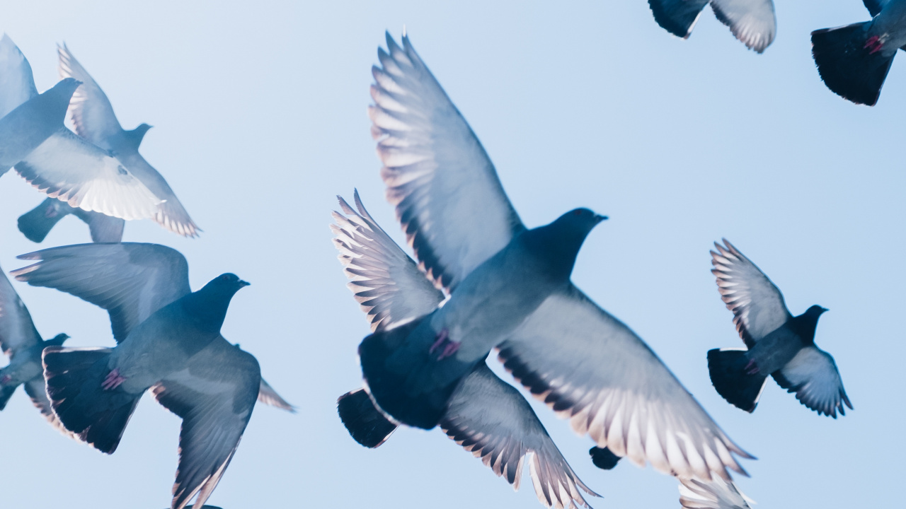 Обои полет, птичьего полета, почтовый голубь, птица, Сизый голубь в разрешении 1280x720