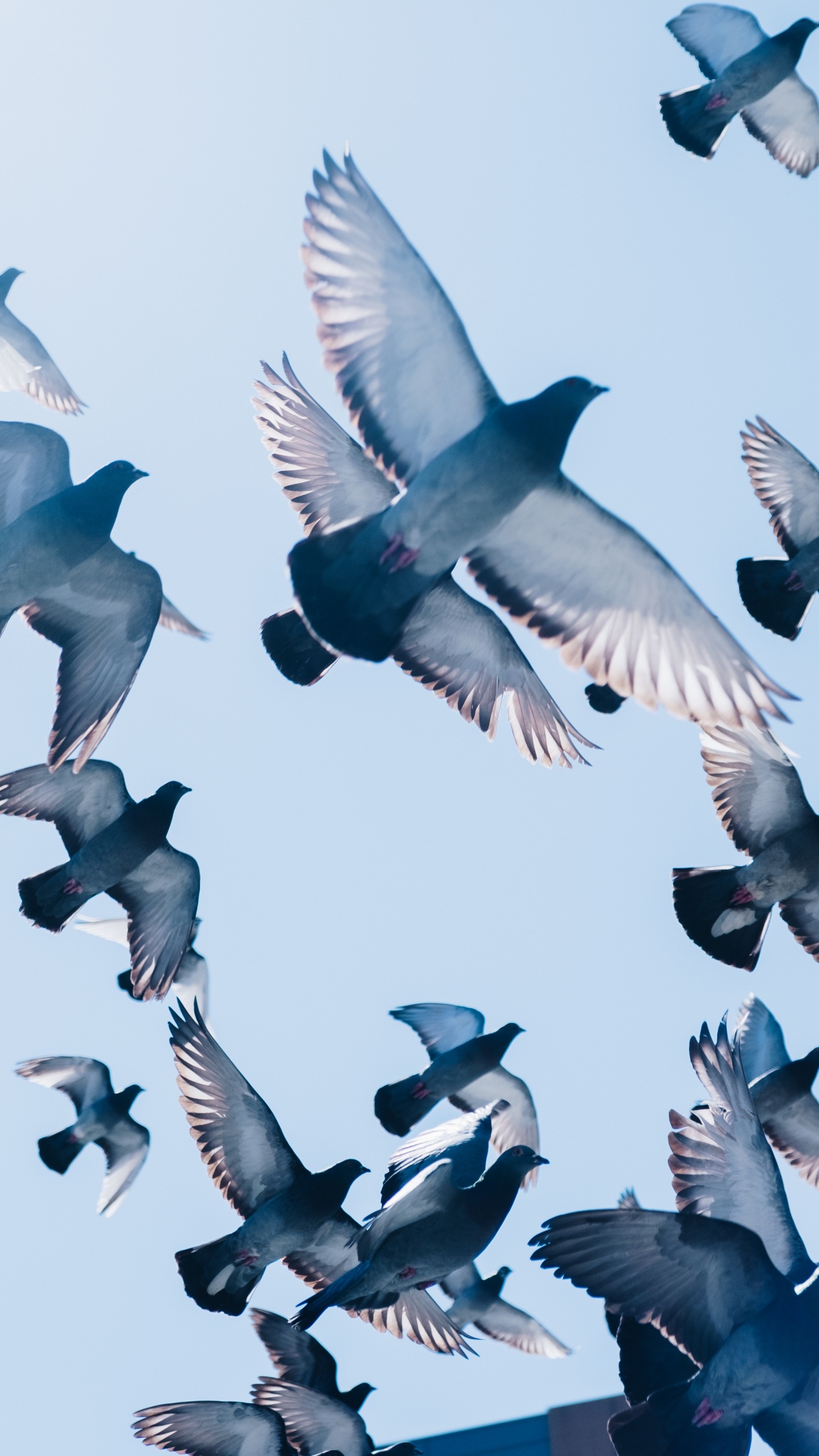 Обои полет, птичьего полета, почтовый голубь, птица, Сизый голубь в разрешении 1440x2560