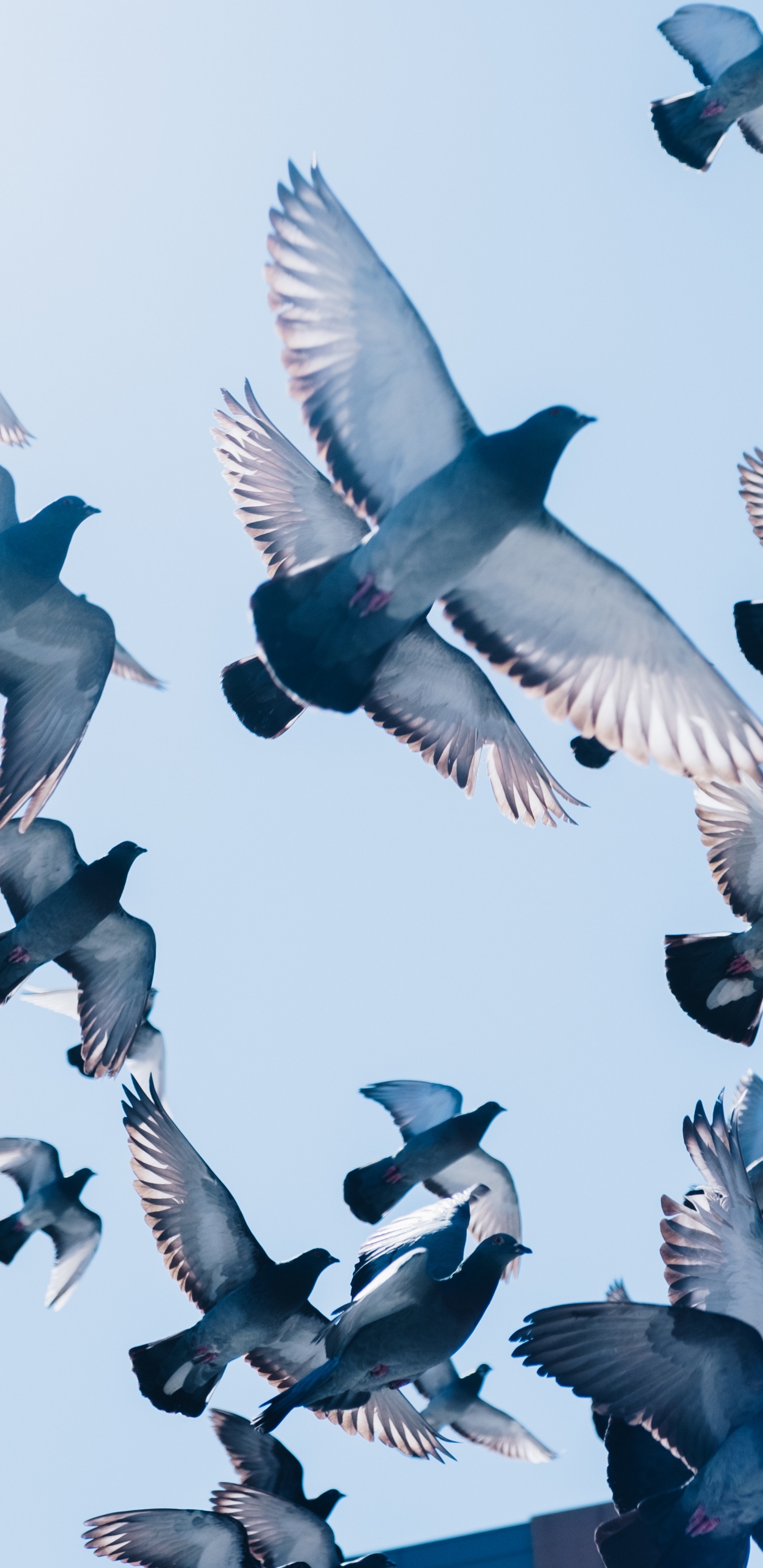 Обои полет, птичьего полета, почтовый голубь, птица, Сизый голубь в разрешении 1440x2960