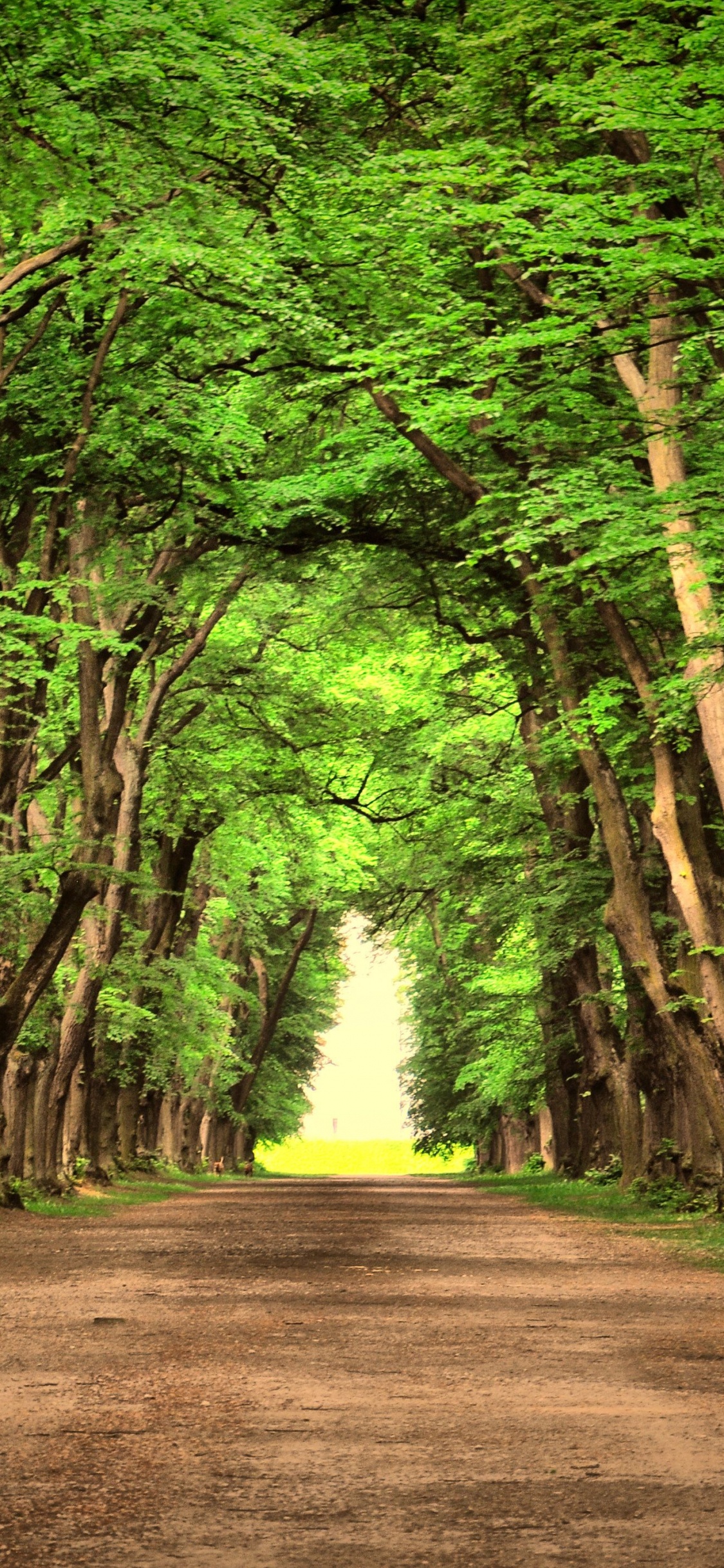 Обои пейзаж, дорога, дерево, зеленый, природа в разрешении 1125x2436