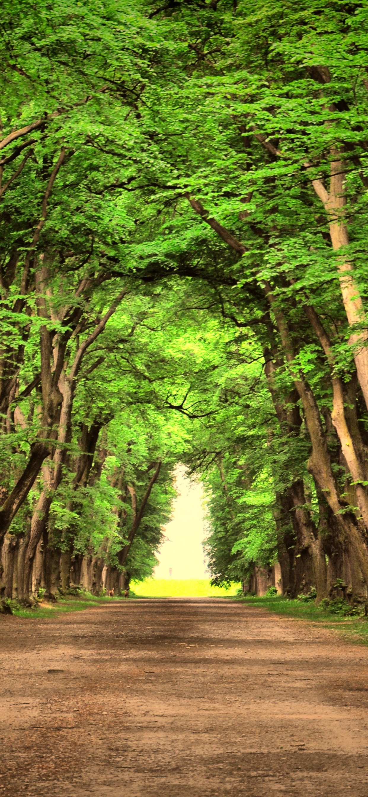Обои пейзаж, дорога, дерево, зеленый, природа в разрешении 1242x2688