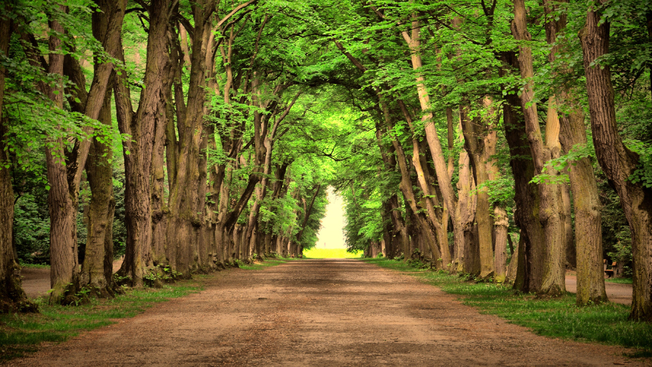Обои пейзаж, дорога, дерево, зеленый, природа в разрешении 1280x720