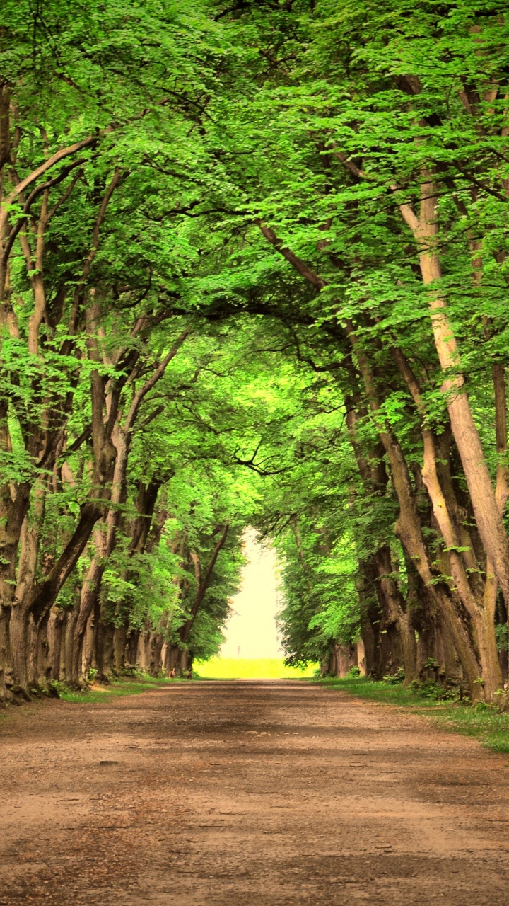 Обои пейзаж, дорога, дерево, зеленый, природа в разрешении 720x1280