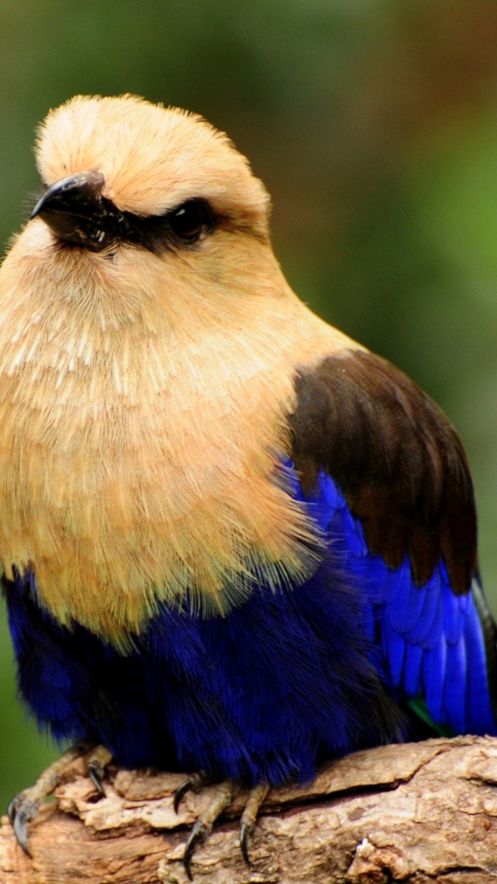 Обои птица, клюв, живая природа, сова, фауна в разрешении 720x1280