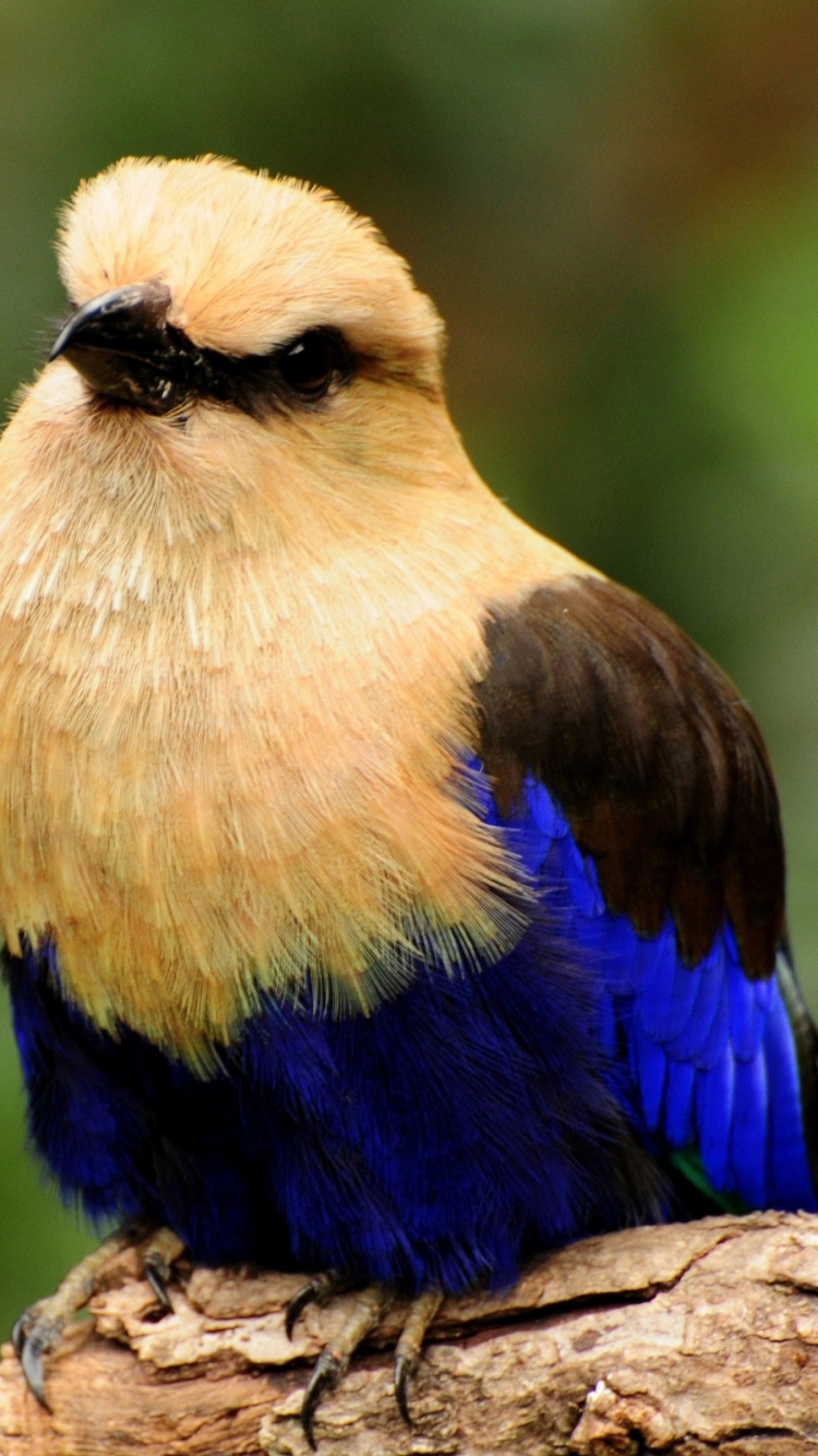 Обои птица, клюв, живая природа, сова, фауна в разрешении 750x1334