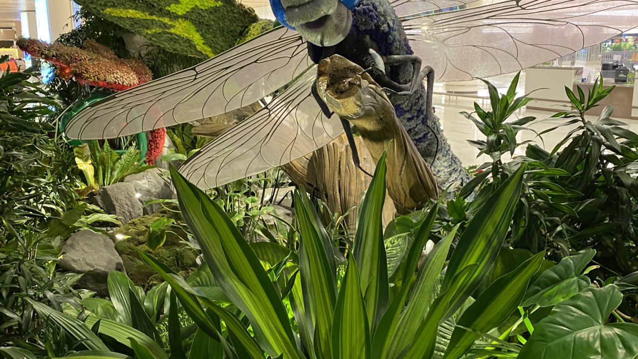 Обои дерево, лист, мажорель синий, рассада, биология в разрешении 1280x720