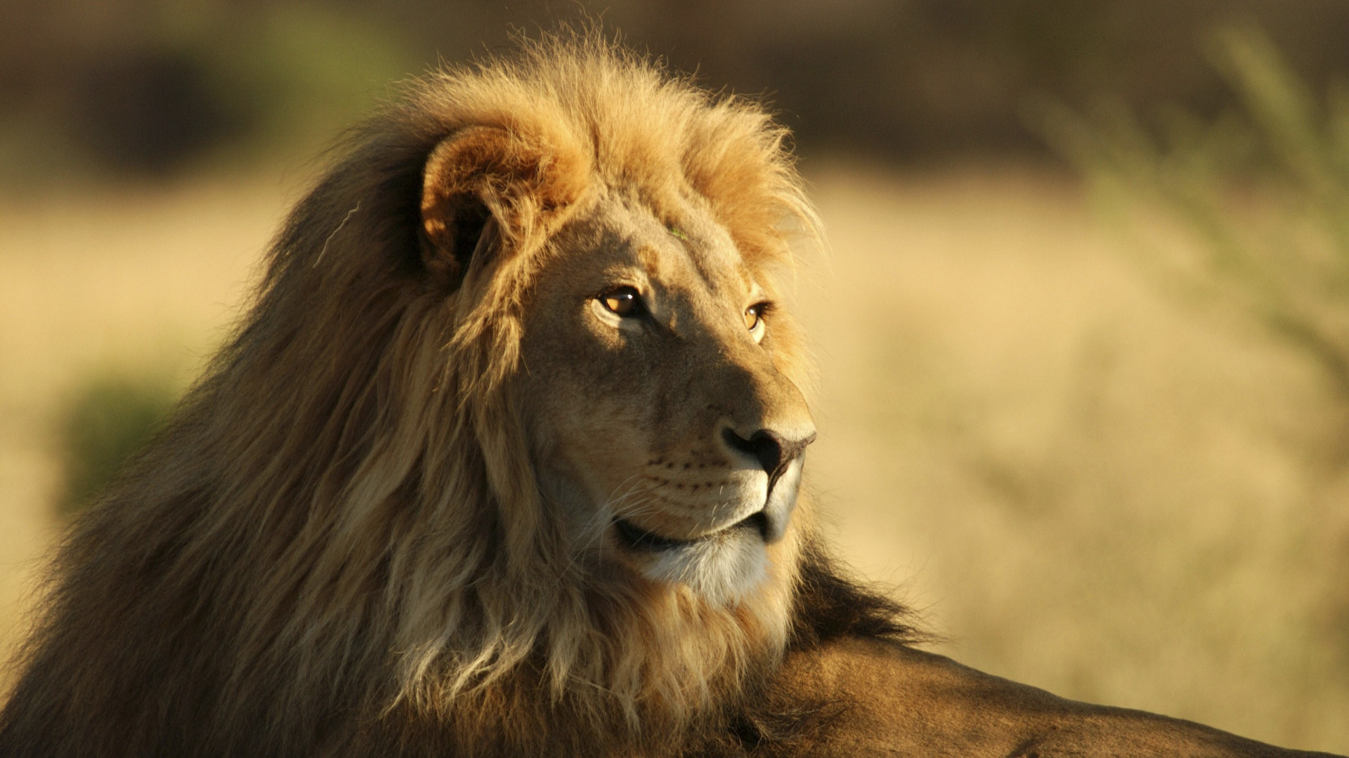Обои Лев, большая кошка, живая природа, масаи Лев, наземные животные в разрешении 1920x1080