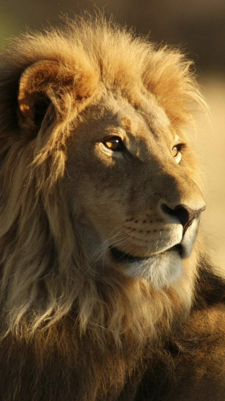 Обои Лев, большая кошка, живая природа, масаи Лев, наземные животные в разрешении 750x1334