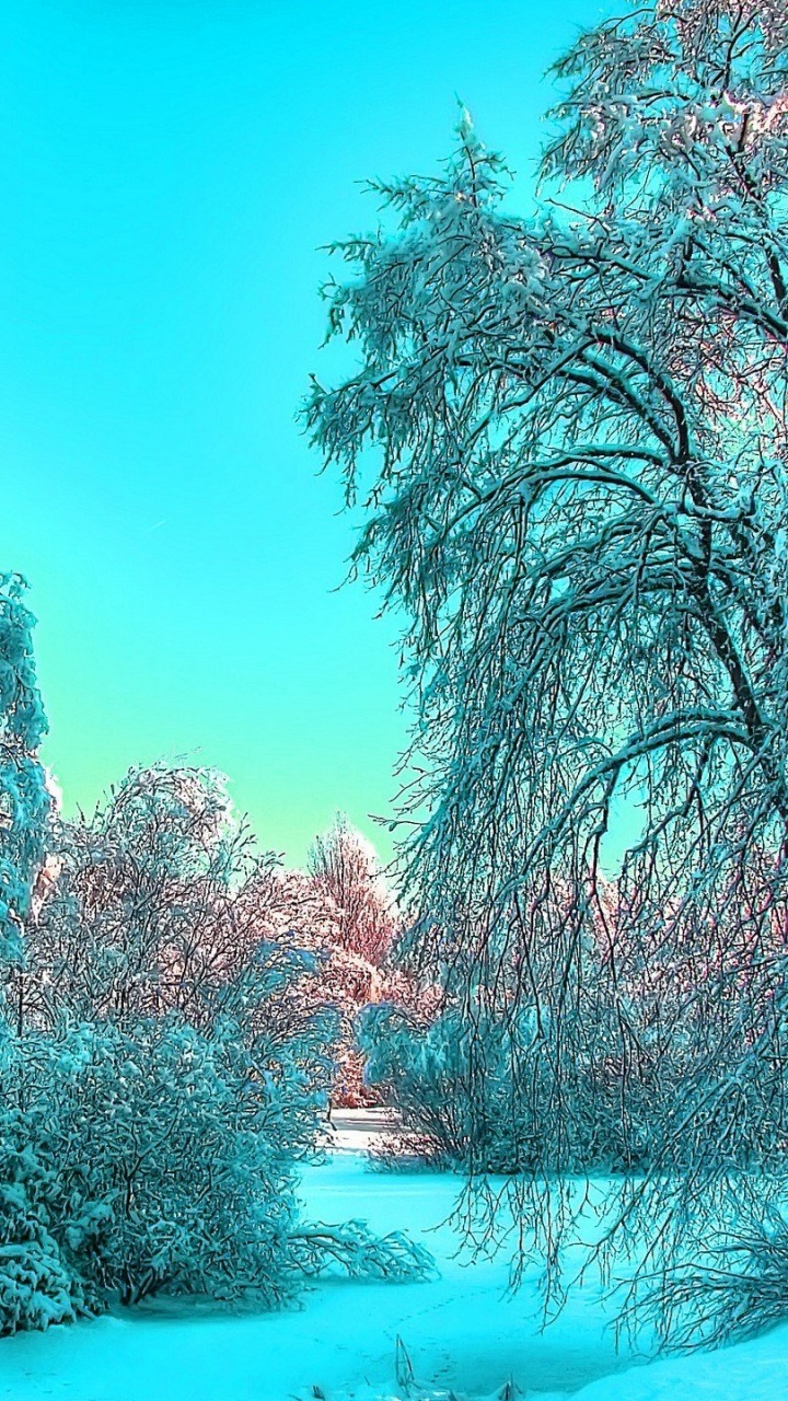 Обои зима, природа, дерево, лист, ветвь в разрешении 720x1280