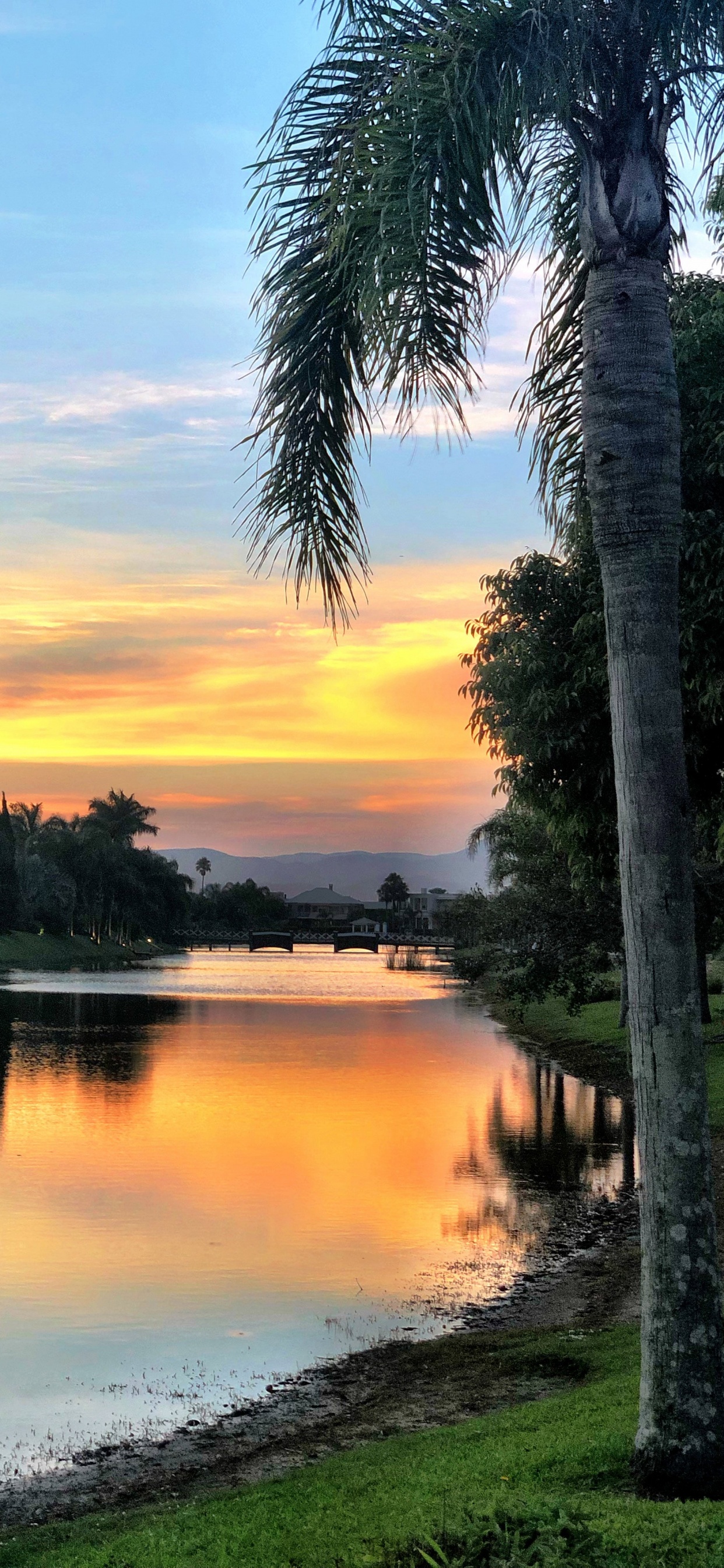 Обои отражение, молярная концентрация, вода, облако, растение в разрешении 1242x2688