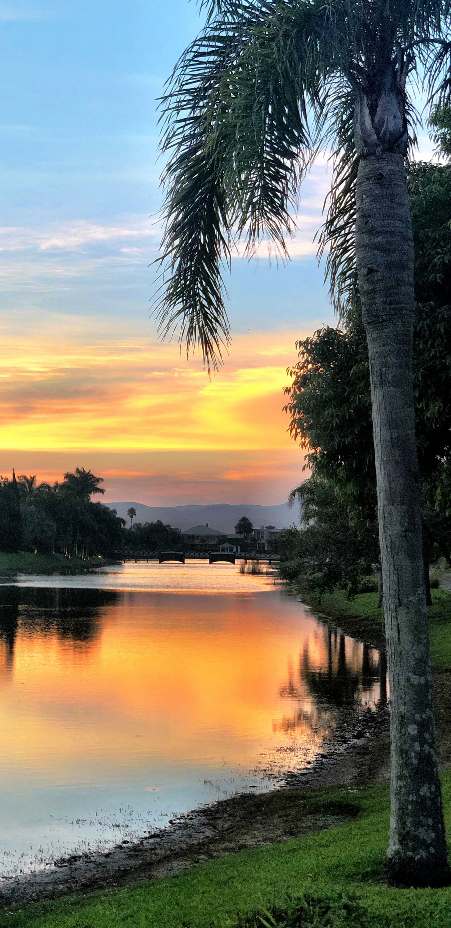 Обои отражение, молярная концентрация, вода, облако, растение в разрешении 1440x2960